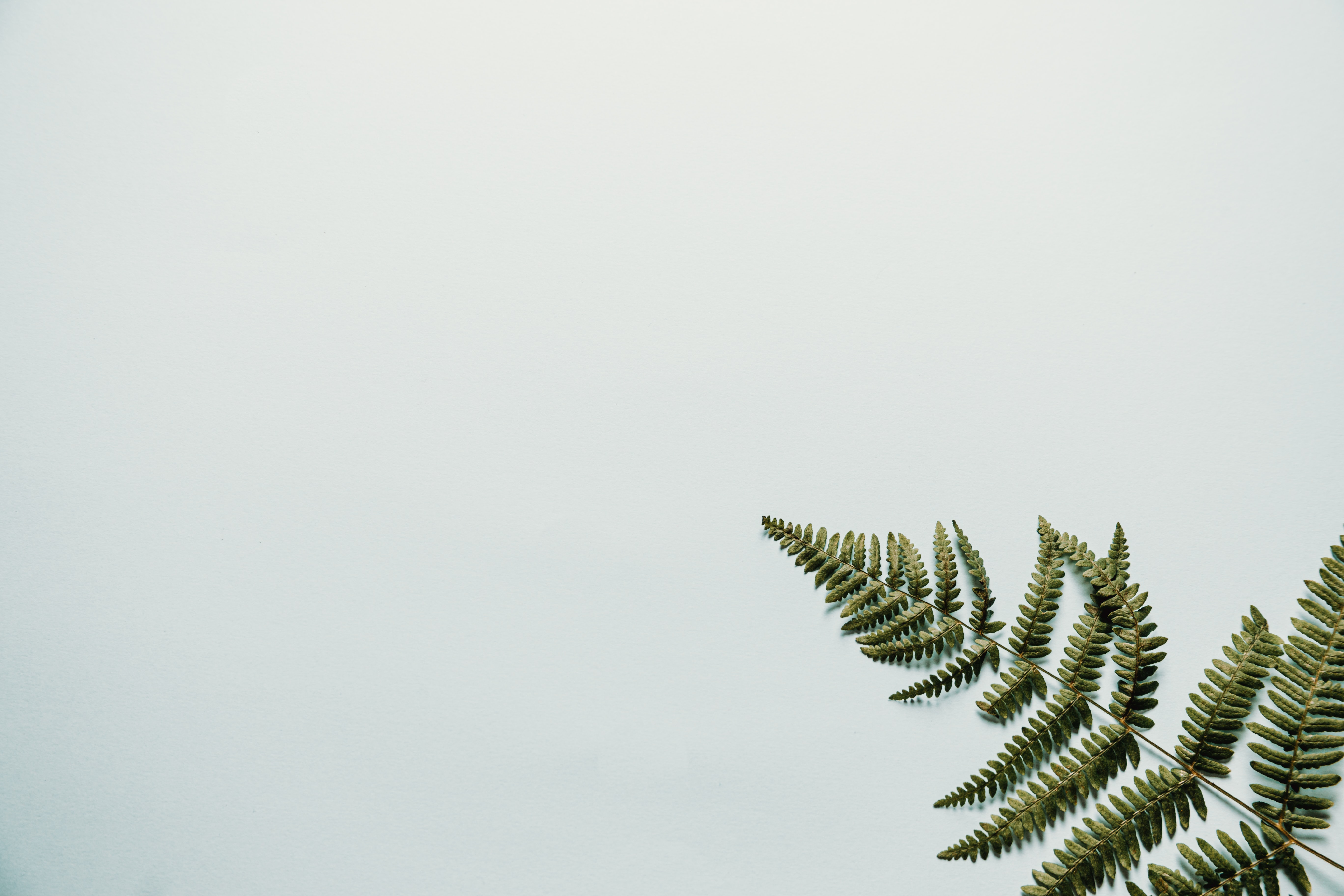 desktop Images minimalism, leaves, white, fern, branch