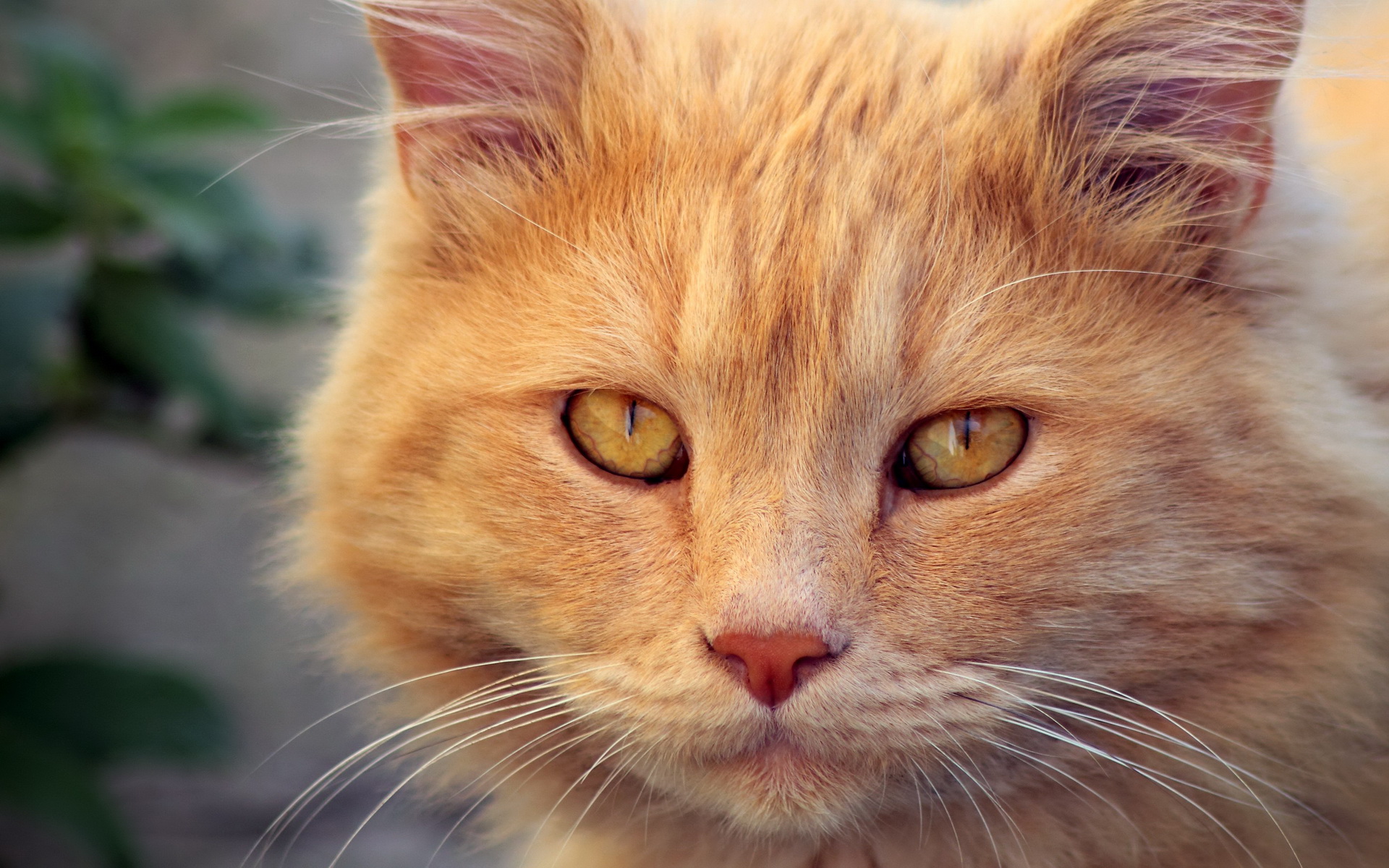 Téléchargez gratuitement l'image Animaux, Chats, Chat sur le bureau de votre PC