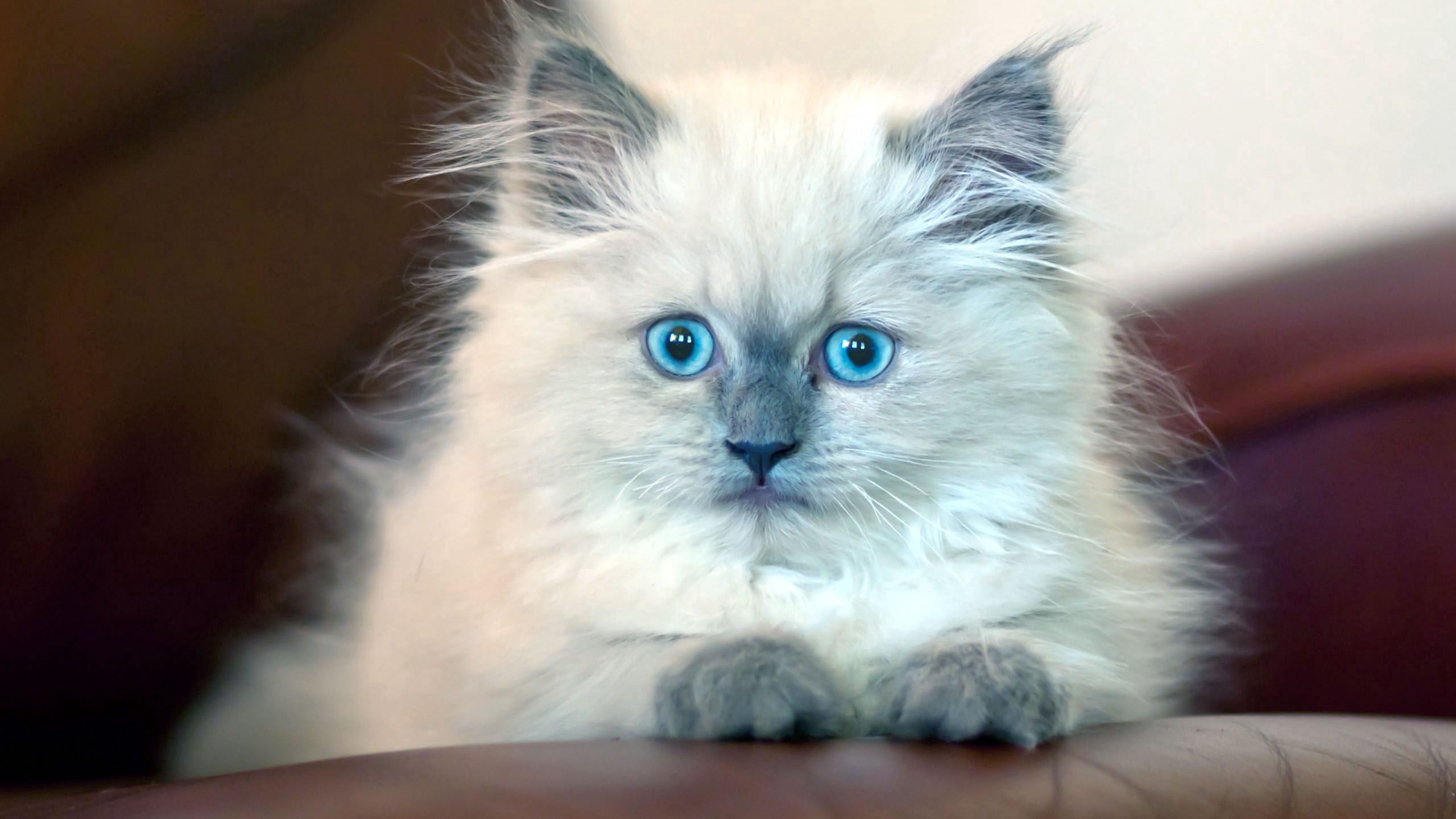 148103壁紙のダウンロード動物, ふわふわ, ふかふかした, キティ, 子猫, 青い目をした, 青い目-スクリーンセーバーと写真を無料で
