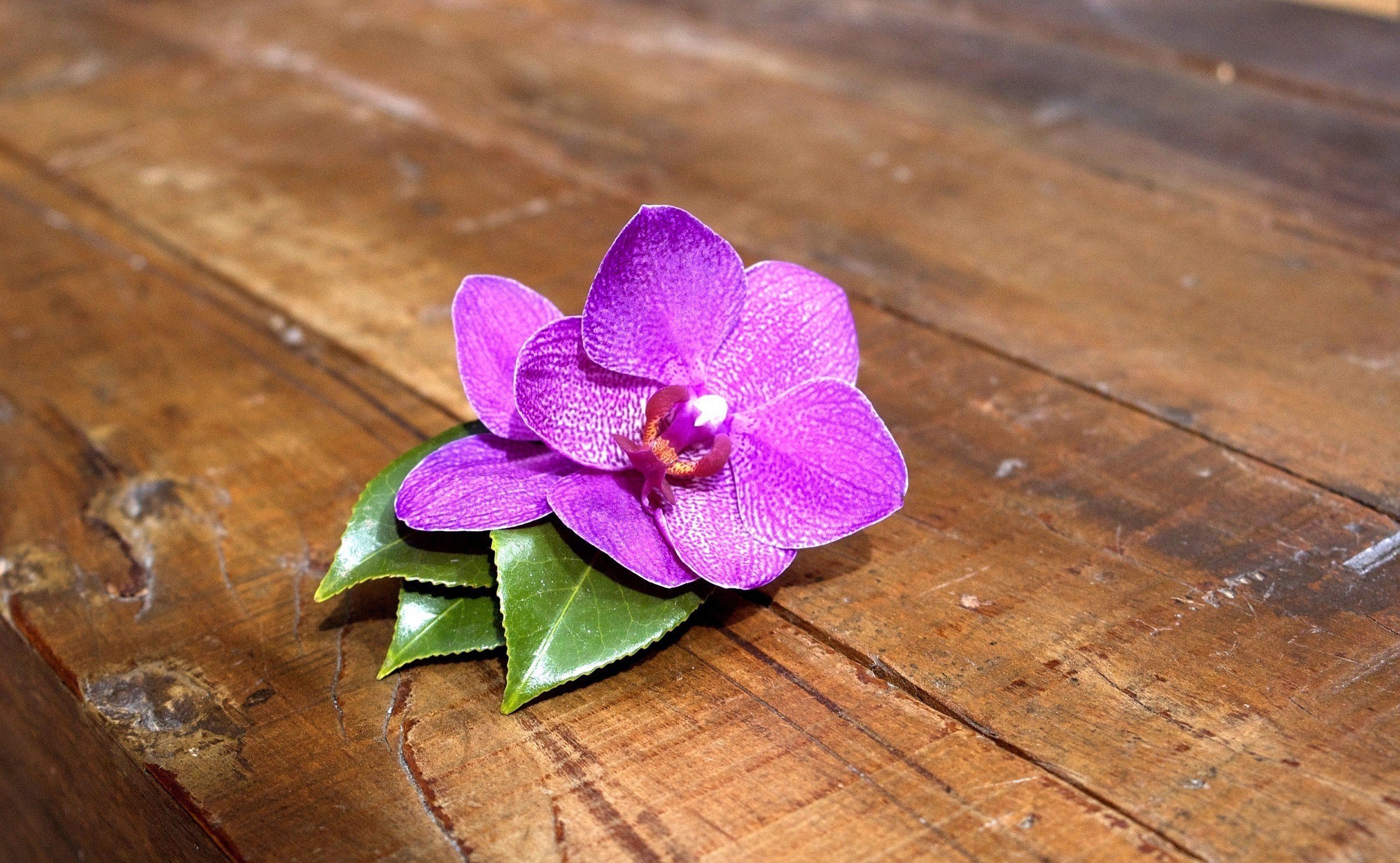 Free download wallpaper Nature, Flowers, Flower, Earth, Orchid, Purple Flower on your PC desktop
