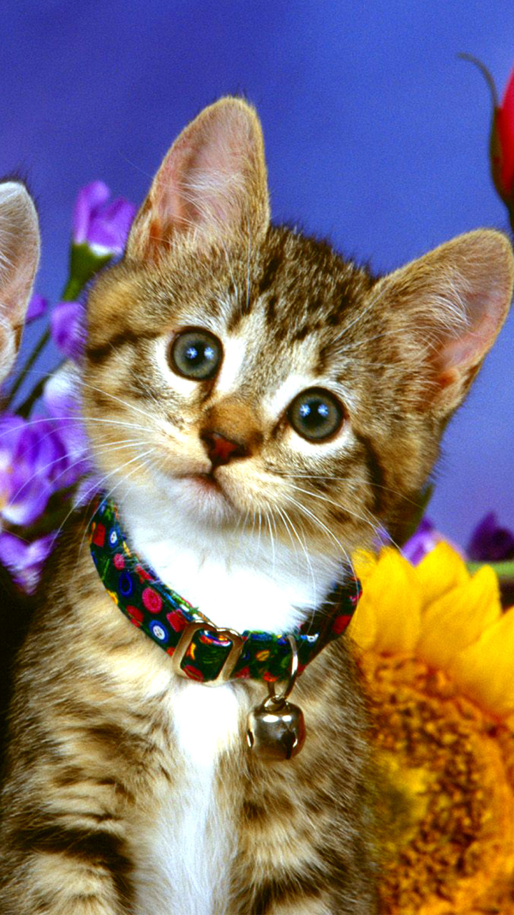 Download mobile wallpaper Cats, Flower, Cat, Kitten, Animal, Cute for free.