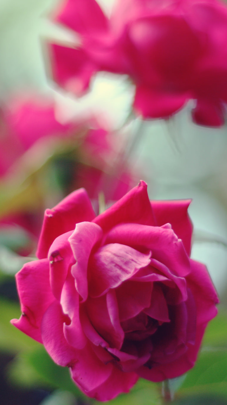 Descarga gratuita de fondo de pantalla para móvil de Flores, Rosa, Tierra/naturaleza.