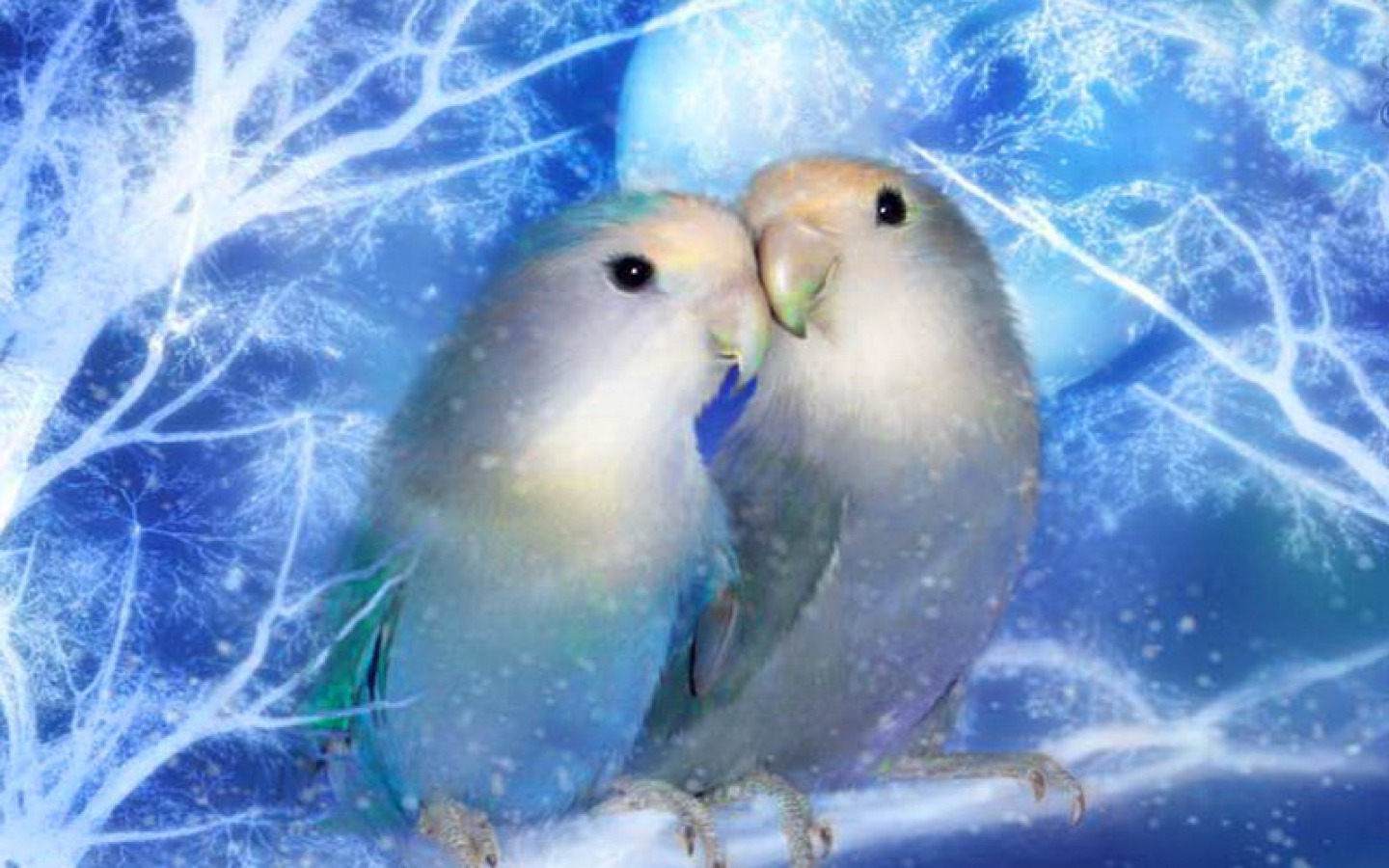 love, artistic, other, bird, lovebird, white