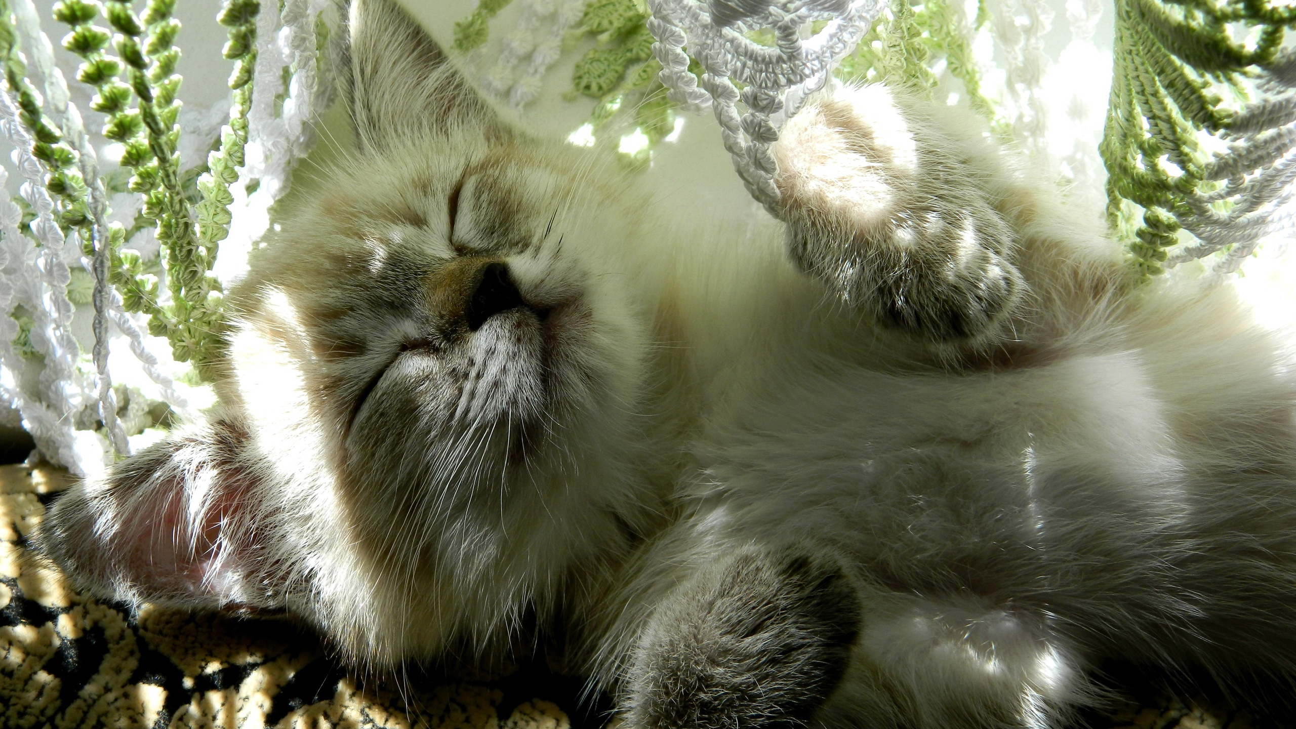 Baixar papel de parede para celular de Animais, Gatos, Gato, Gatinho, Dormindo gratuito.