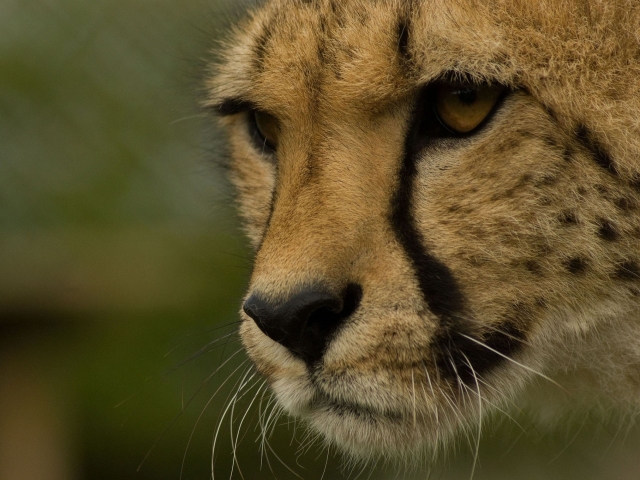 Handy-Wallpaper Tiere, Katzen, Gepard kostenlos herunterladen.