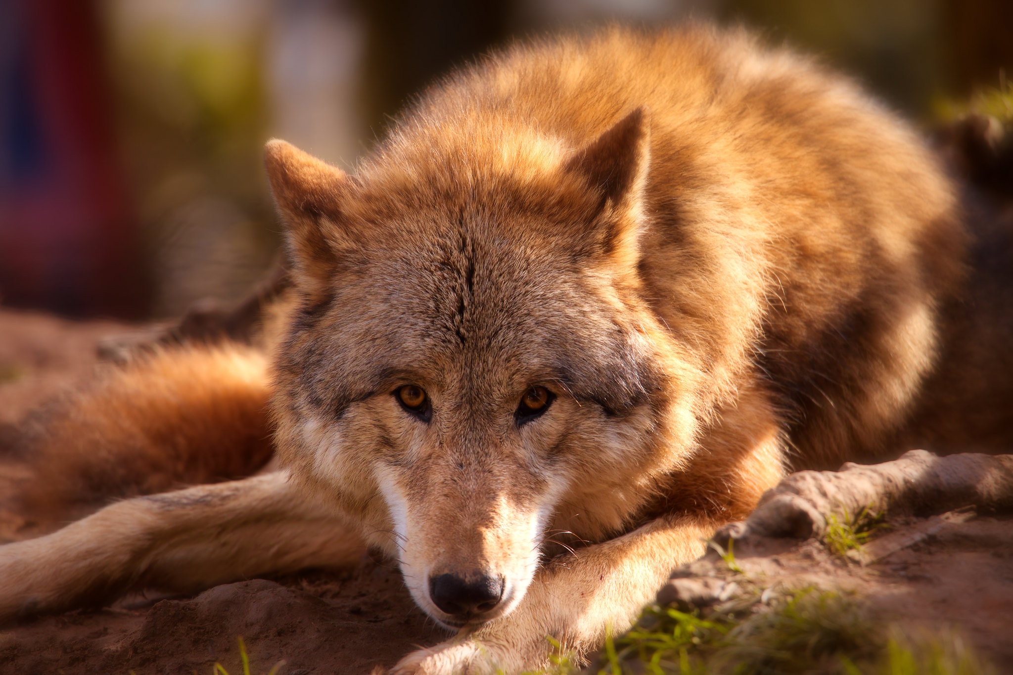 Free download wallpaper Wolf, Animal, Wolves on your PC desktop