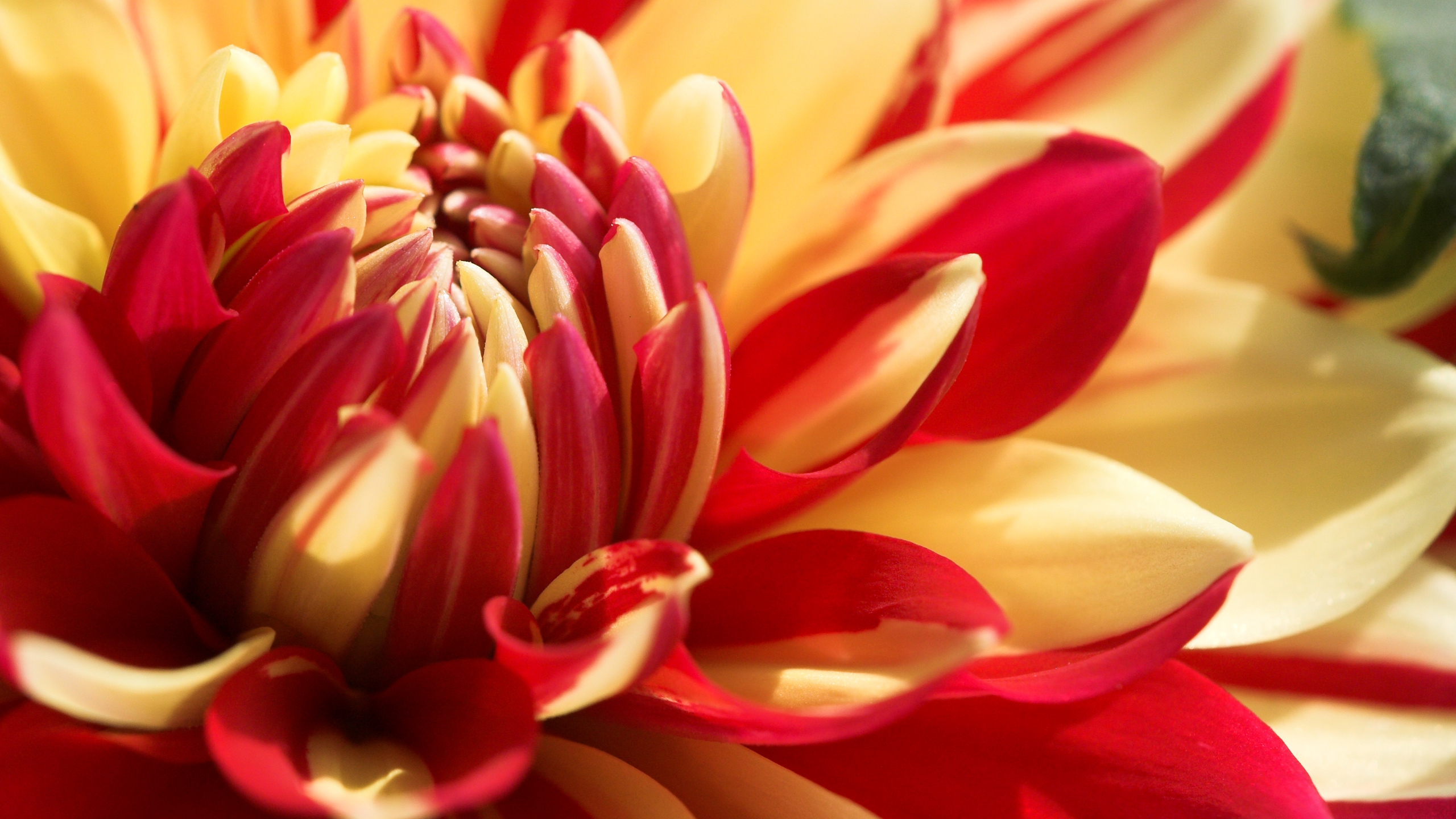 Descarga gratis la imagen Flores, Flor, De Cerca, Dalia, Tierra/naturaleza en el escritorio de tu PC