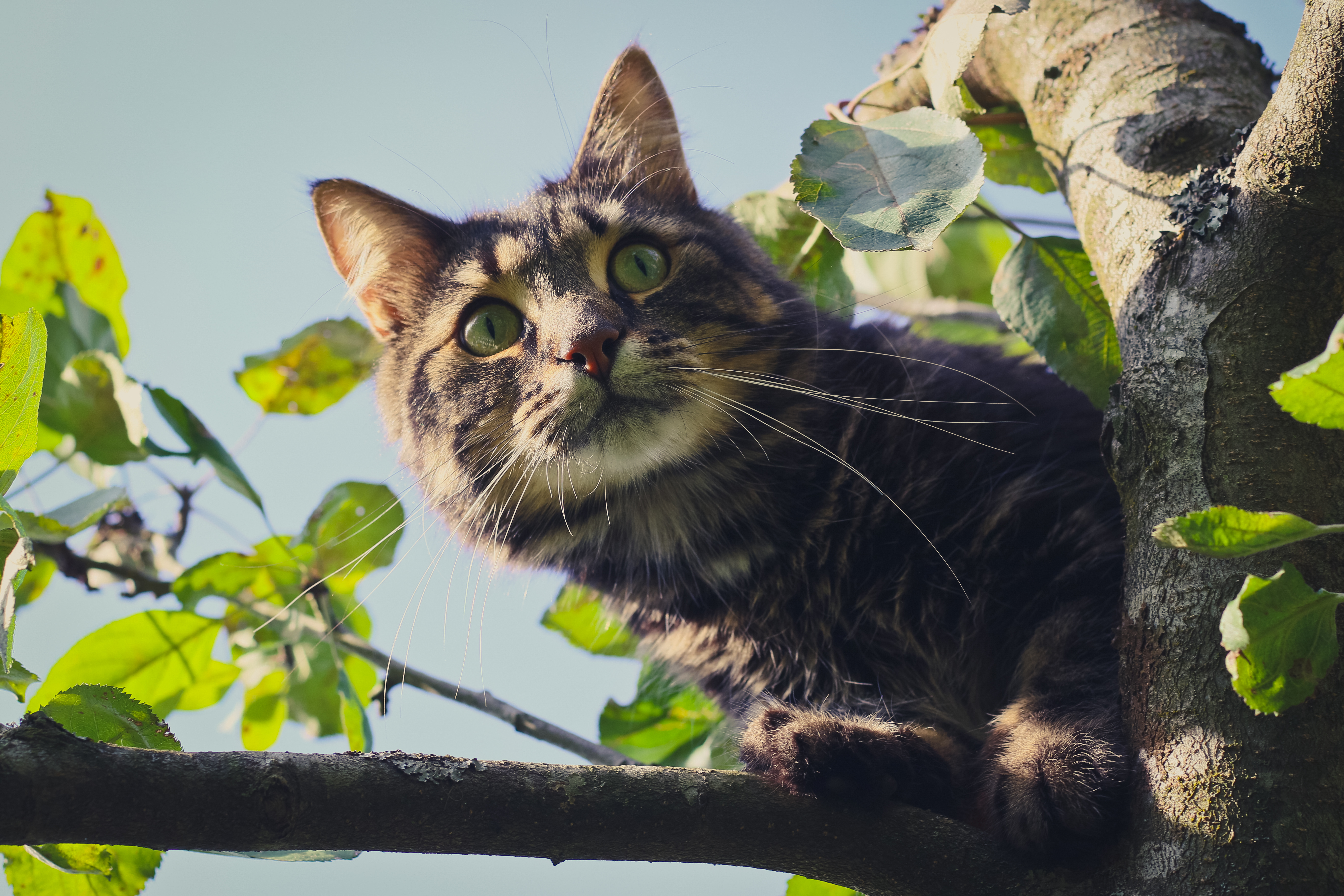 Handy-Wallpaper Katze, Katzen, Tiere kostenlos herunterladen.