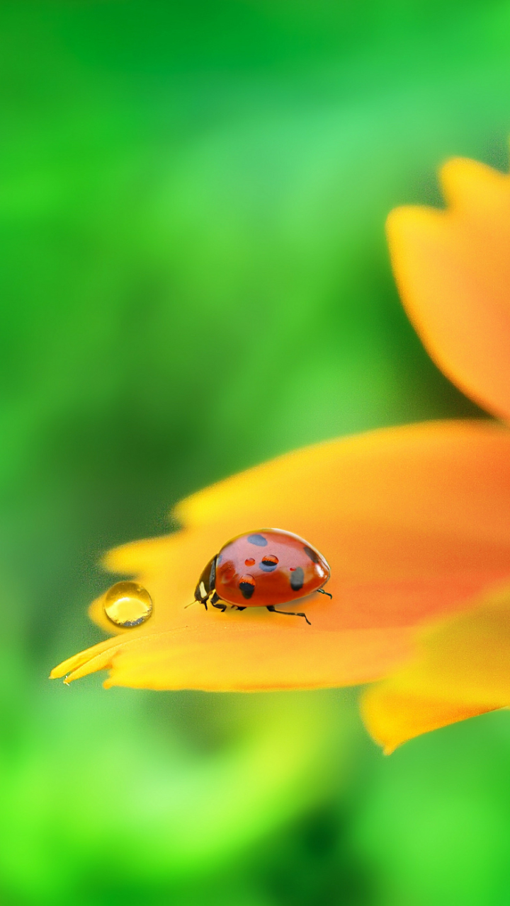 Download mobile wallpaper Flower, Macro, Animal, Ladybug for free.