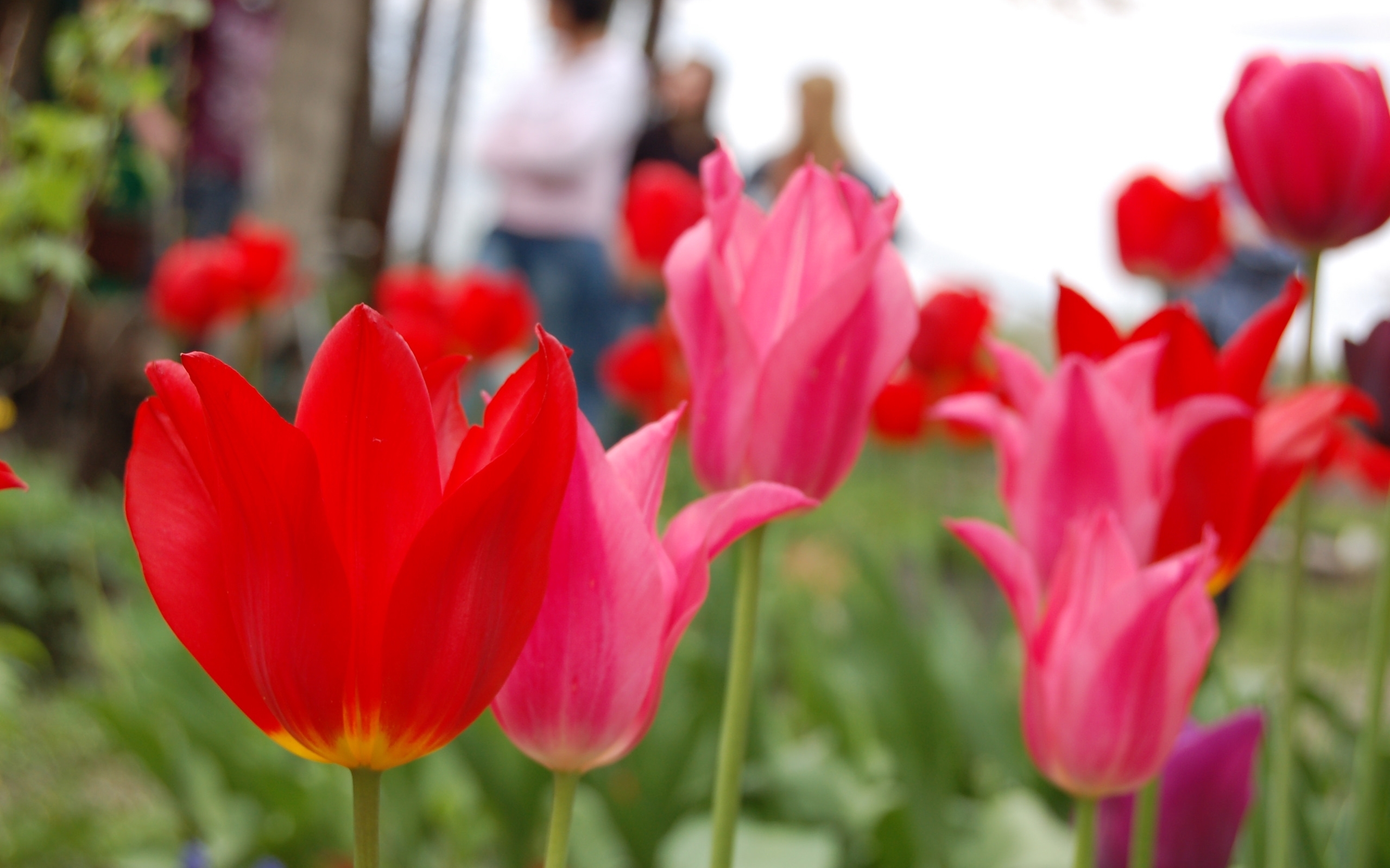 Laden Sie das Pflanzen, Blumen, Tulpen-Bild kostenlos auf Ihren PC-Desktop herunter