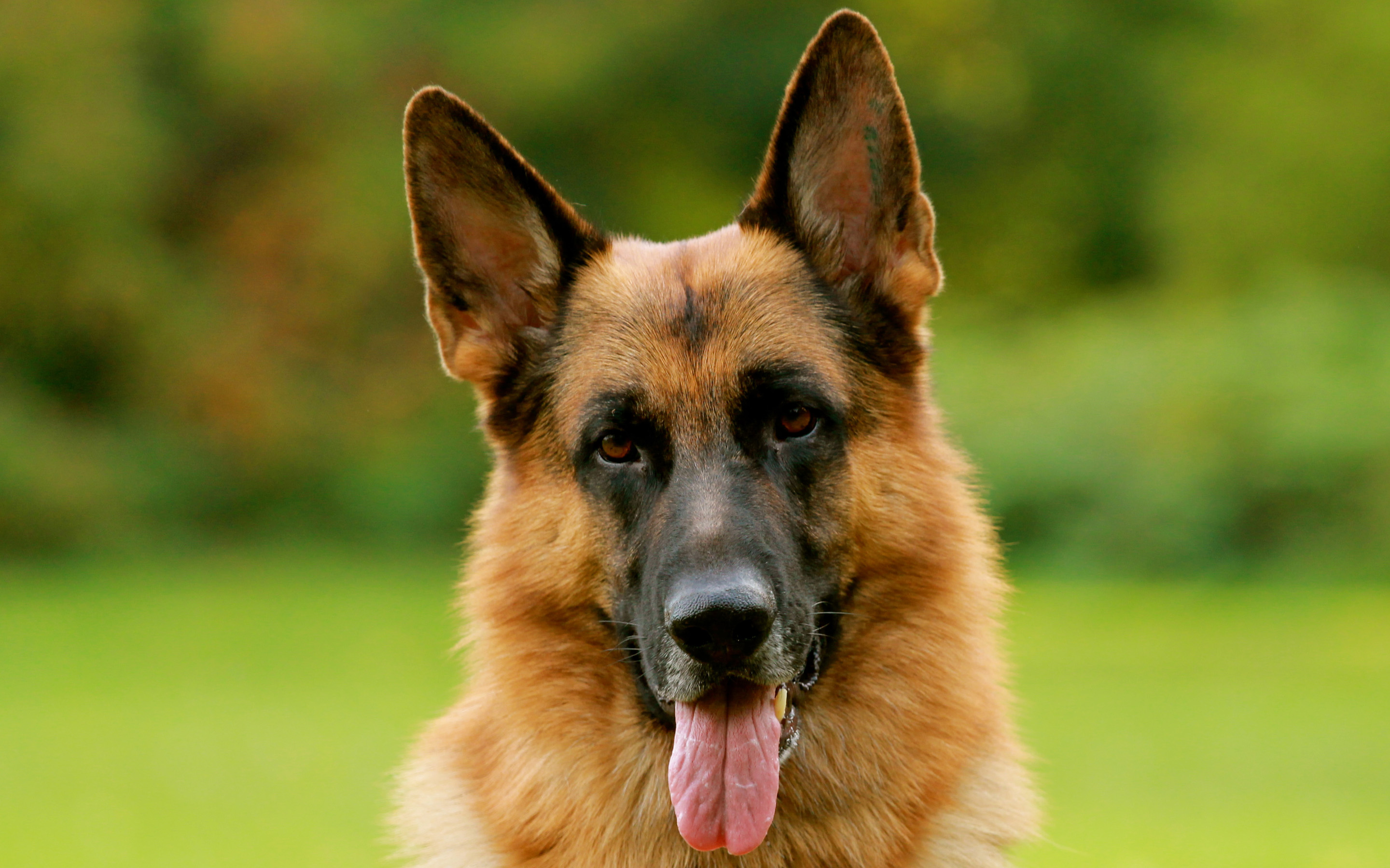 318691 descargar fondo de pantalla pastor alemán, animales, perros: protectores de pantalla e imágenes gratis