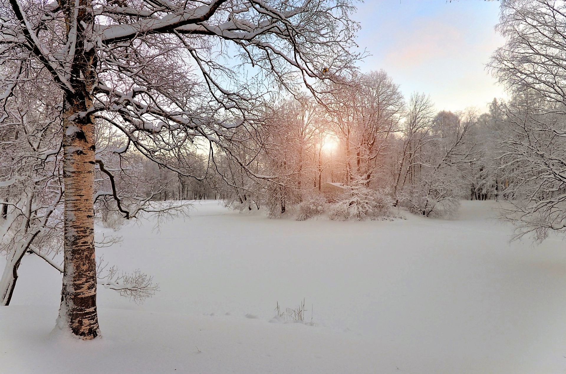 Download mobile wallpaper Winter, Sunset, Sun, Snow, Forest, Earth, Birch for free.