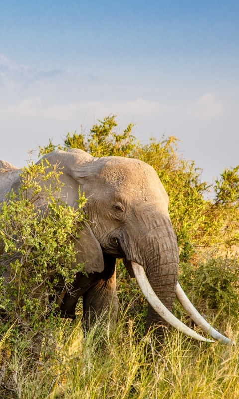 Download mobile wallpaper Elephants, Mountain, Animal, Elephant, Africa, Savannah, African Bush Elephant, Tusk for free.