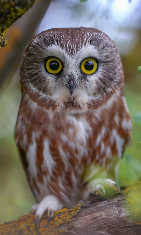 Download mobile wallpaper Birds, Owl, Bird, Animal for free.