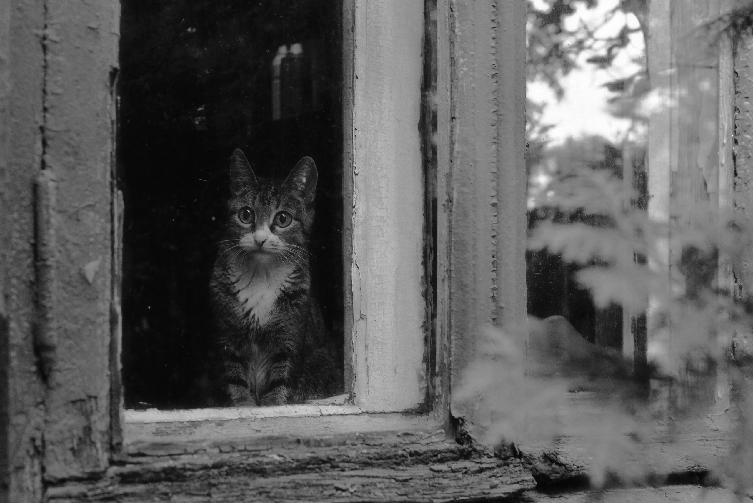 Handy-Wallpaper Tiere, Katzen, Katze, Schwarz Weiß kostenlos herunterladen.