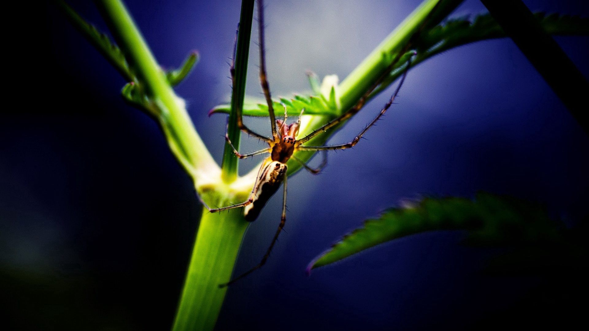 Download mobile wallpaper Branch, Spider, Macro, Plant, Background for free.