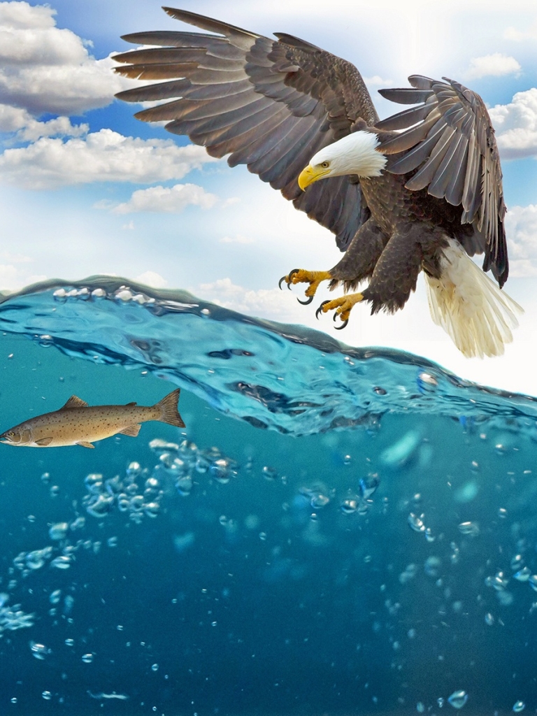 Download mobile wallpaper Birds, Water, Bird, Animal, Eagle, Fish, Bald Eagle for free.
