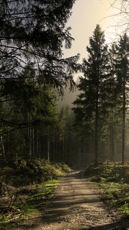 Download mobile wallpaper Sun, Forest, Earth, Path for free.