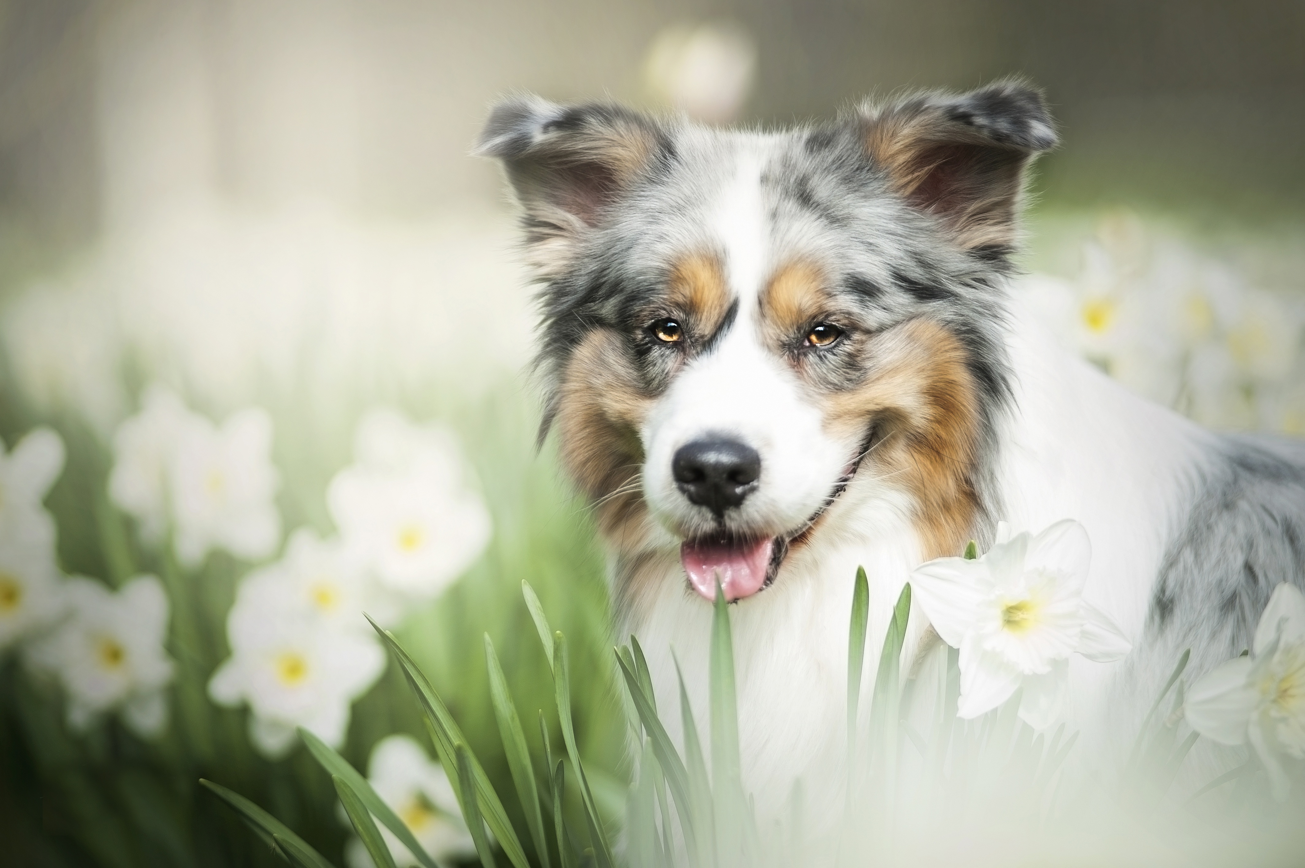 無料モバイル壁紙動物, 水仙, 犬, 白い花, オーストラリアン シェパードをダウンロードします。