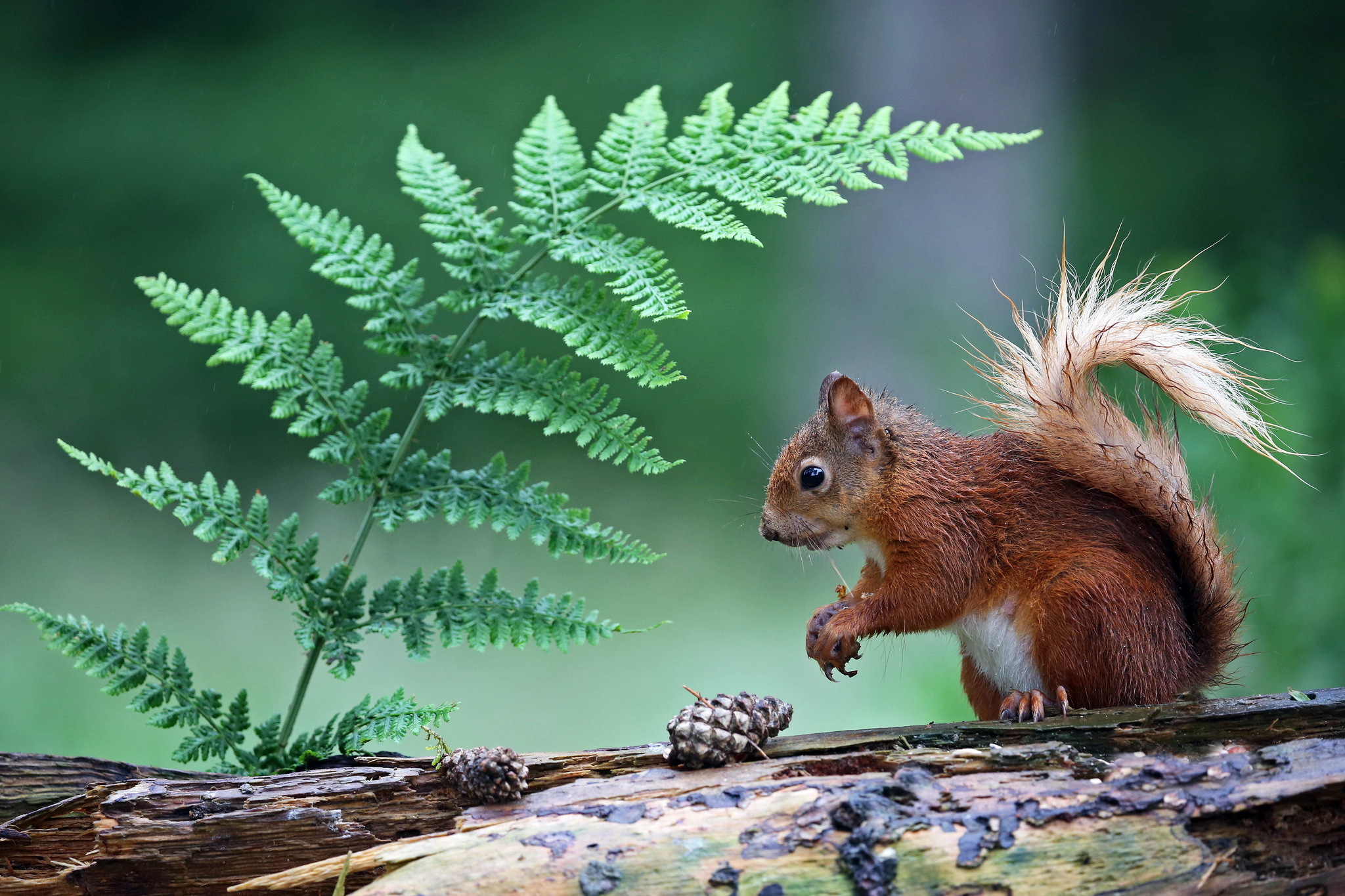 Laden Sie das Tiere, Eichhörnchen, Farne, Nagetier, Tannenzapfen-Bild kostenlos auf Ihren PC-Desktop herunter