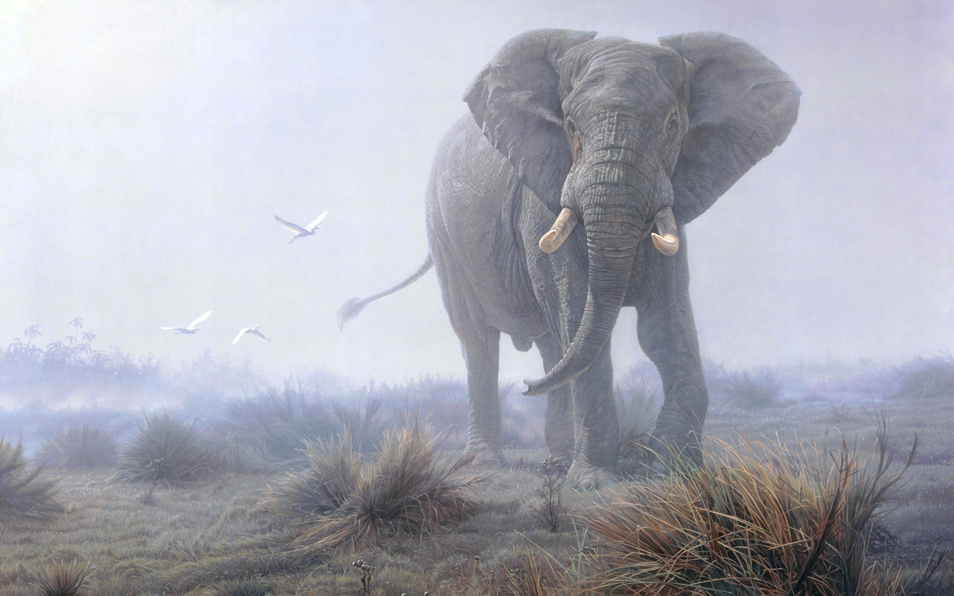 elephants, animal, african bush elephant, africa