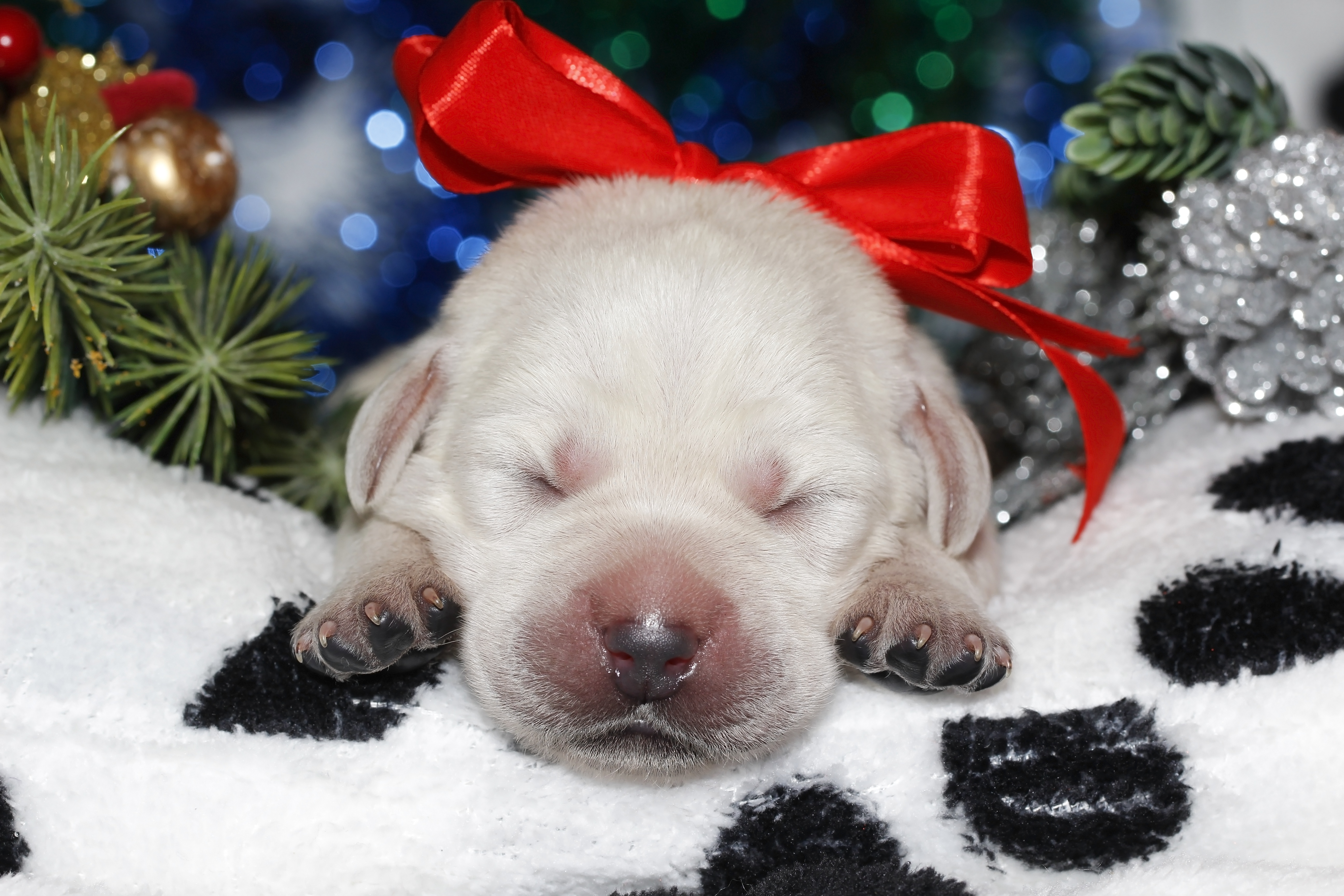 Baixar papel de parede para celular de Animais, Cães, Cão, Labrador Retriever, Enfeites De Natal, Animal Bebê, Filhote gratuito.