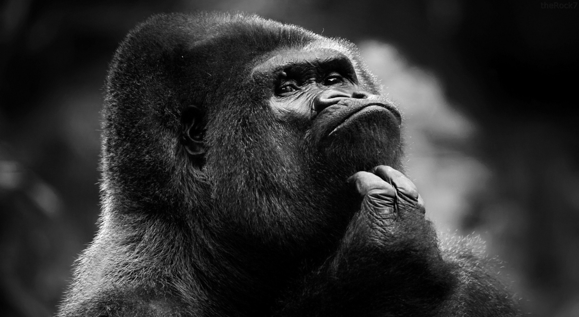 Laden Sie das Tiere, Gorilla-Bild kostenlos auf Ihren PC-Desktop herunter