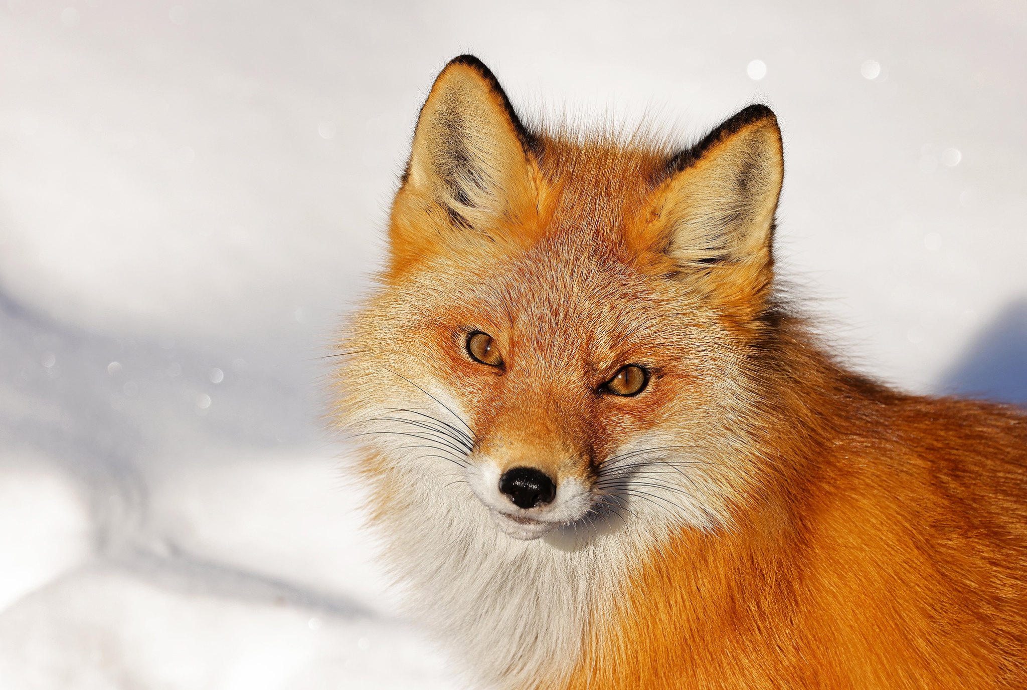 Free download wallpaper Fox, Animal on your PC desktop