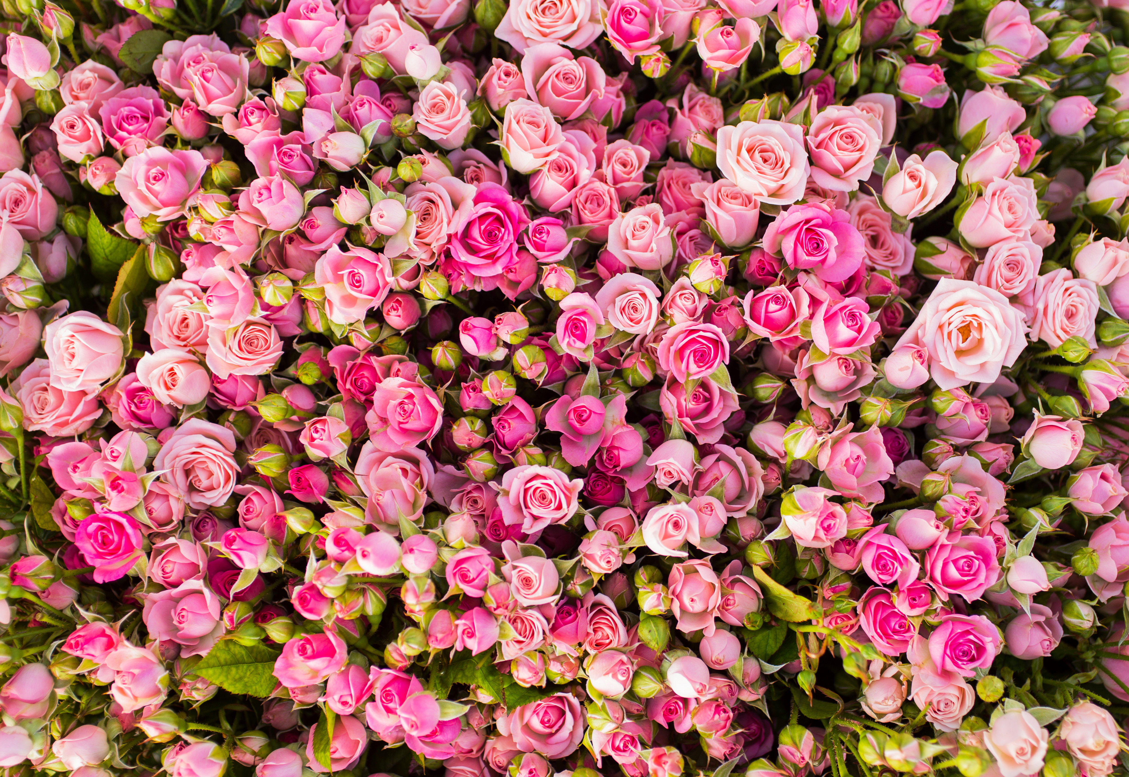 Скачать картинку Цветок, Роза, Бутон, Земля/природа, Розовый Цветок, Розовая Роза, Флауэрсы в телефон бесплатно.