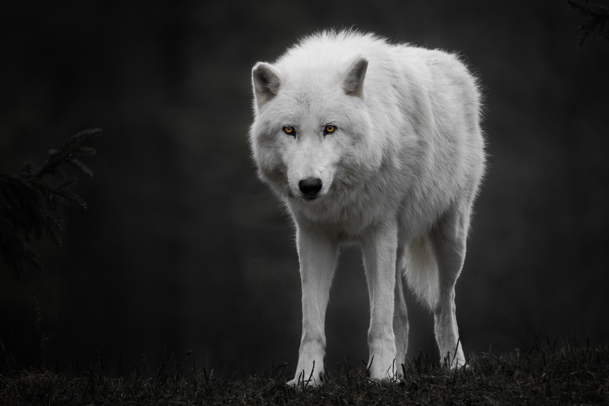 511325画像をダウンロード動物, 狼, ホッキョクオオカミ, オオカミ-壁紙とスクリーンセーバーを無料で