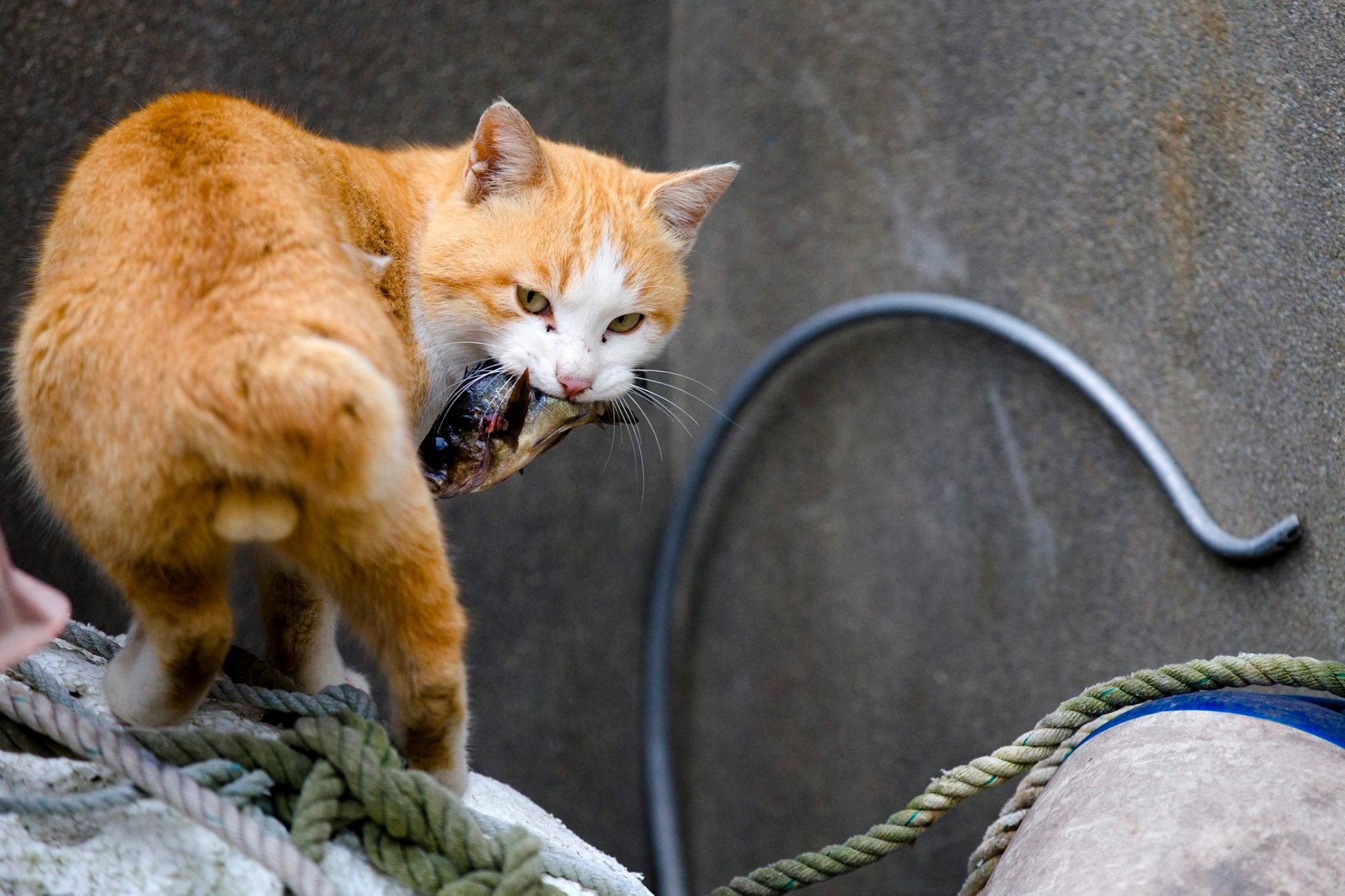 Laden Sie das Tiere, Katzen, Katze, Japan, Aoshima-Bild kostenlos auf Ihren PC-Desktop herunter