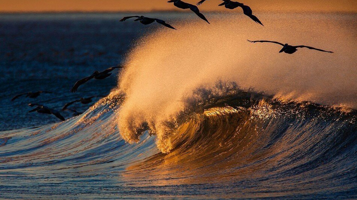 Download mobile wallpaper Bird, Earth, Wave for free.