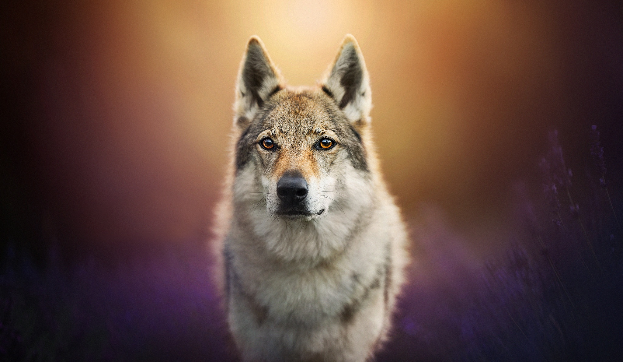 420853 Hintergrundbild herunterladen tiere, wolfshund, tschechoslowakischer wolfshund, tiefenschärfe, schnauze, starren, wolf, hunde - Bildschirmschoner und Bilder kostenlos