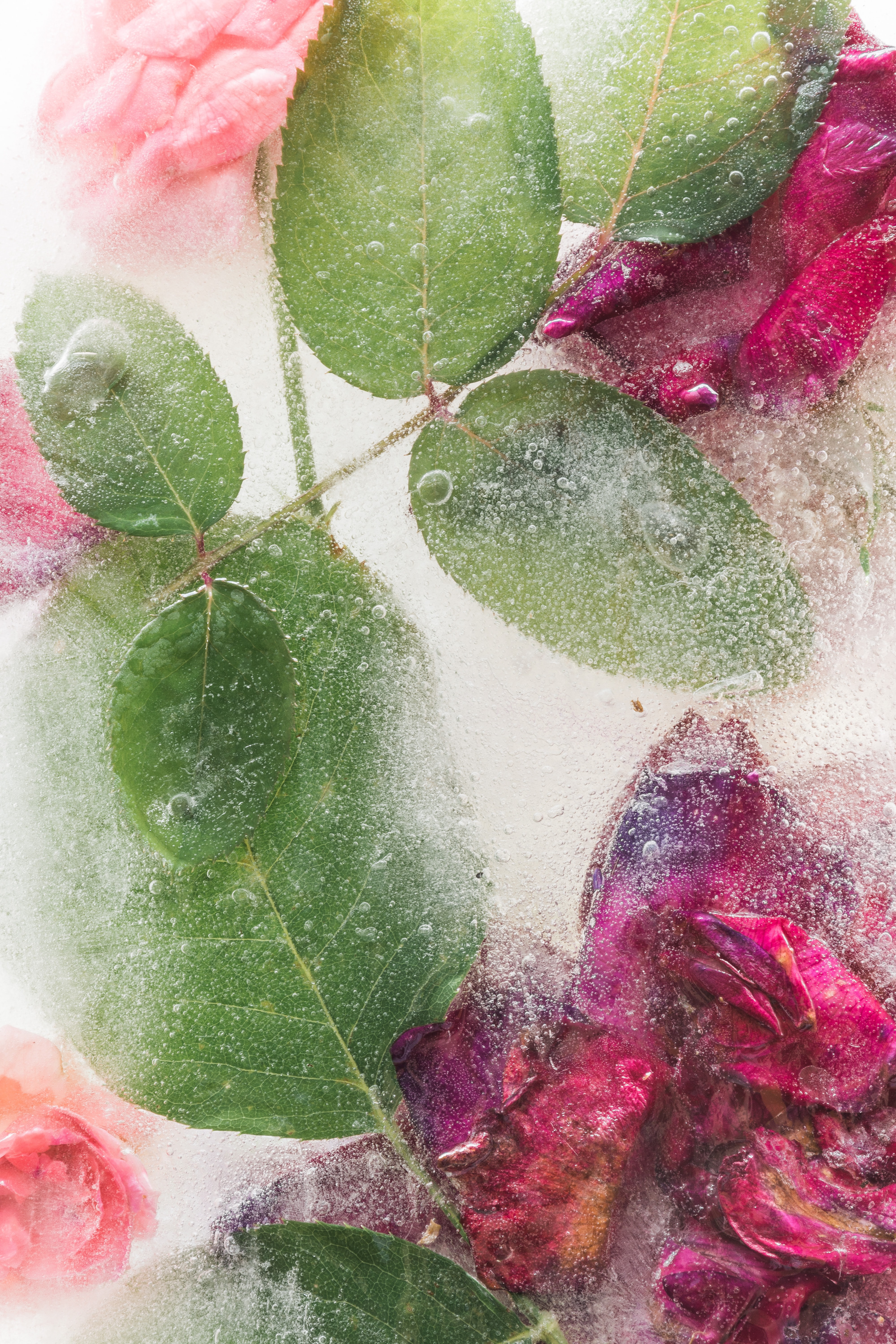 Download mobile wallpaper Ice, Frozen, Leaves, Flowers, Roses for free.