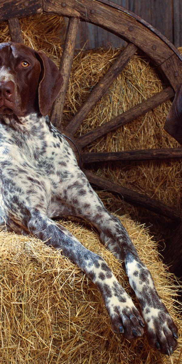 Free German Shorthaired Pointer 4K Wallpapers & Desktop HD Backgrounds ...