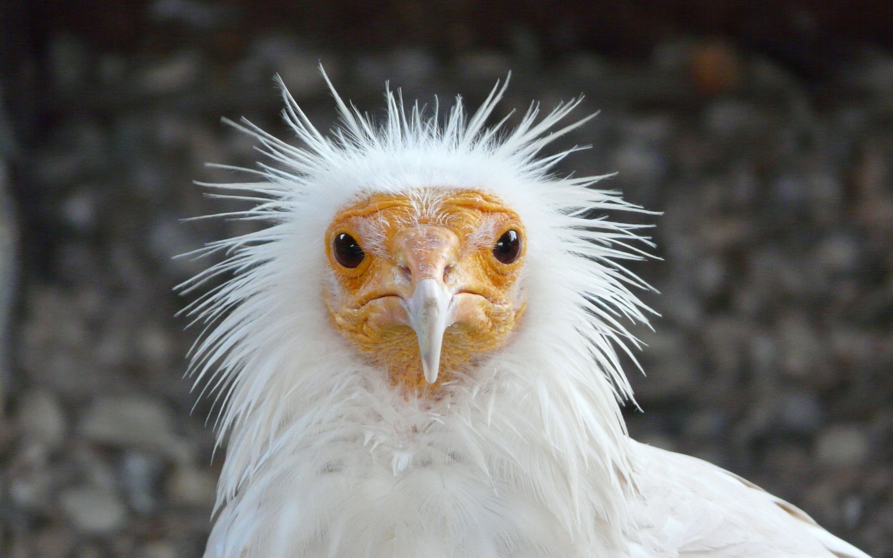 Download mobile wallpaper Birds, Bird, Close Up, Vulture, Animal, Egyptian Vulture for free.