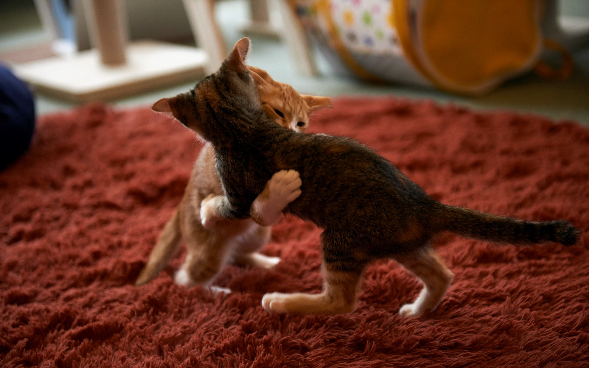 Handy-Wallpaper Tiere, Katzen, Katze kostenlos herunterladen.