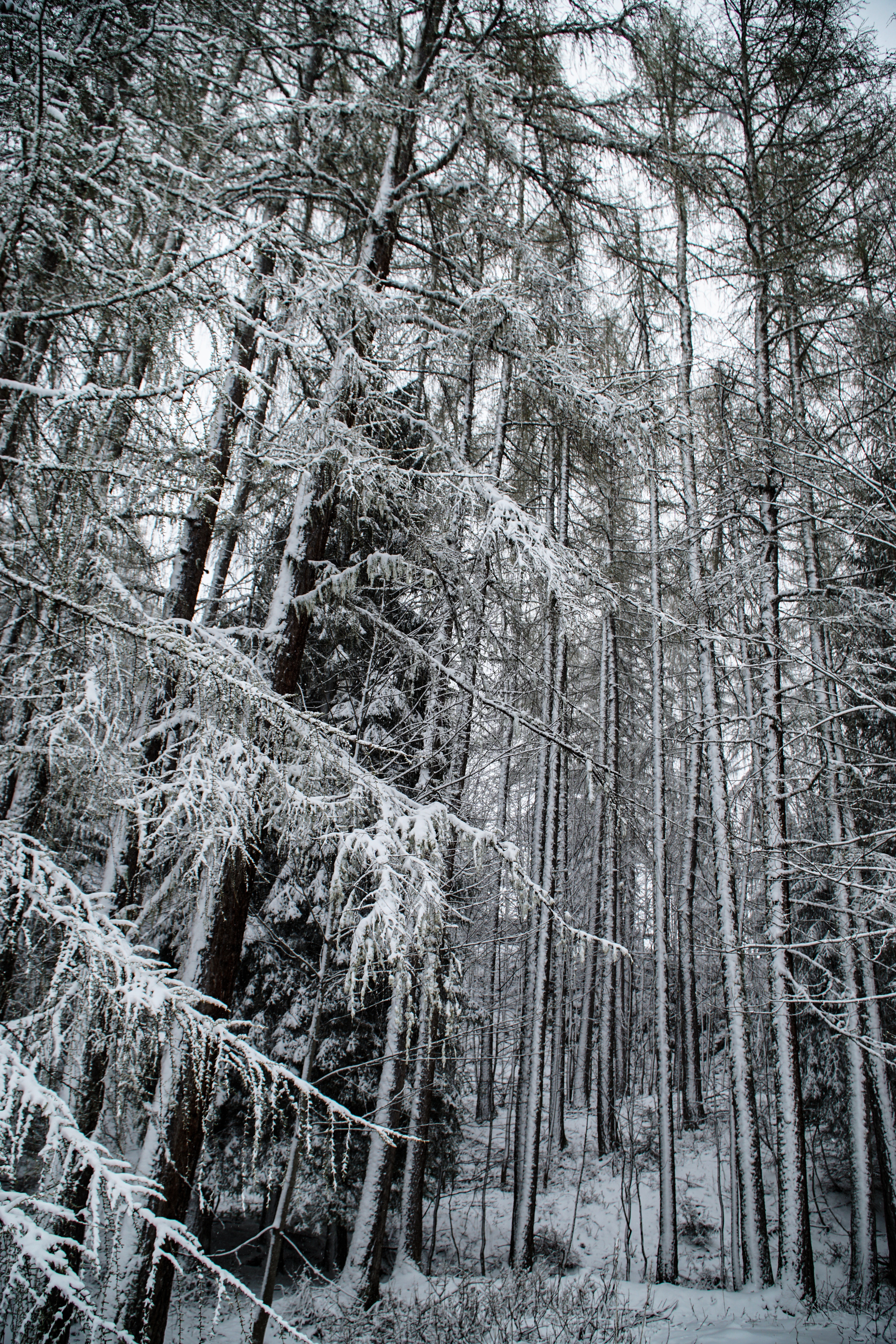 Download mobile wallpaper Winter, Trees, Snow, Snow Covered, Snowbound, Forest, Nature for free.