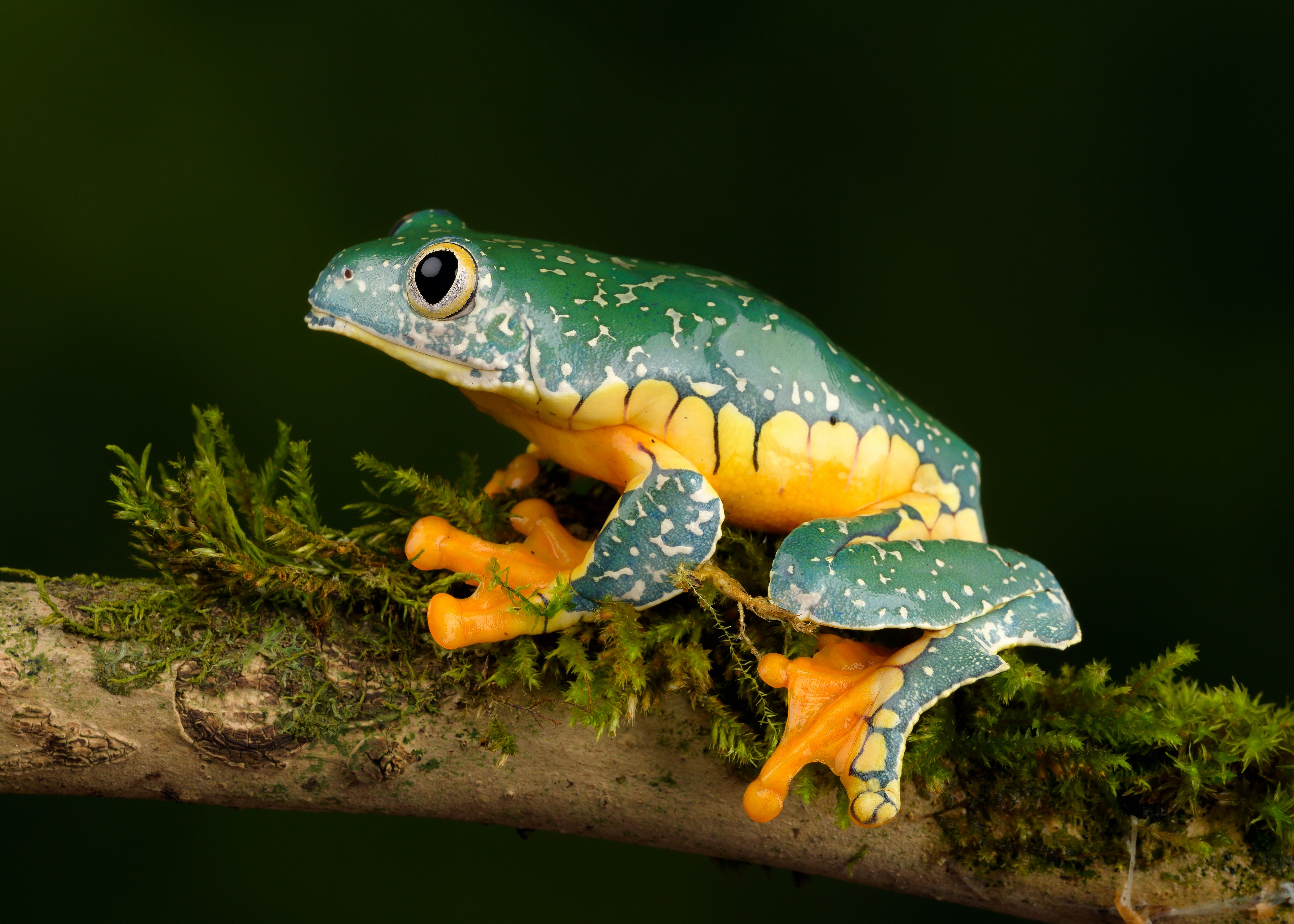 Download mobile wallpaper Frogs, Macro, Animal, Frog, Amphibian for free.