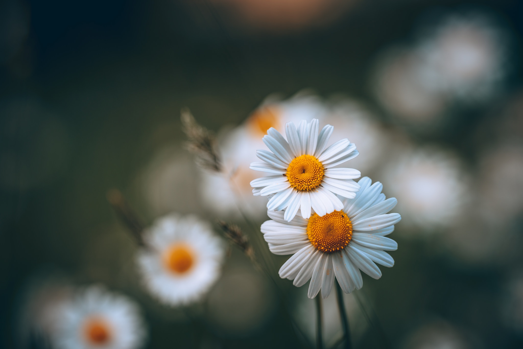 Free download wallpaper Nature, Flowers, Flower, Blur, Earth, White Flower on your PC desktop