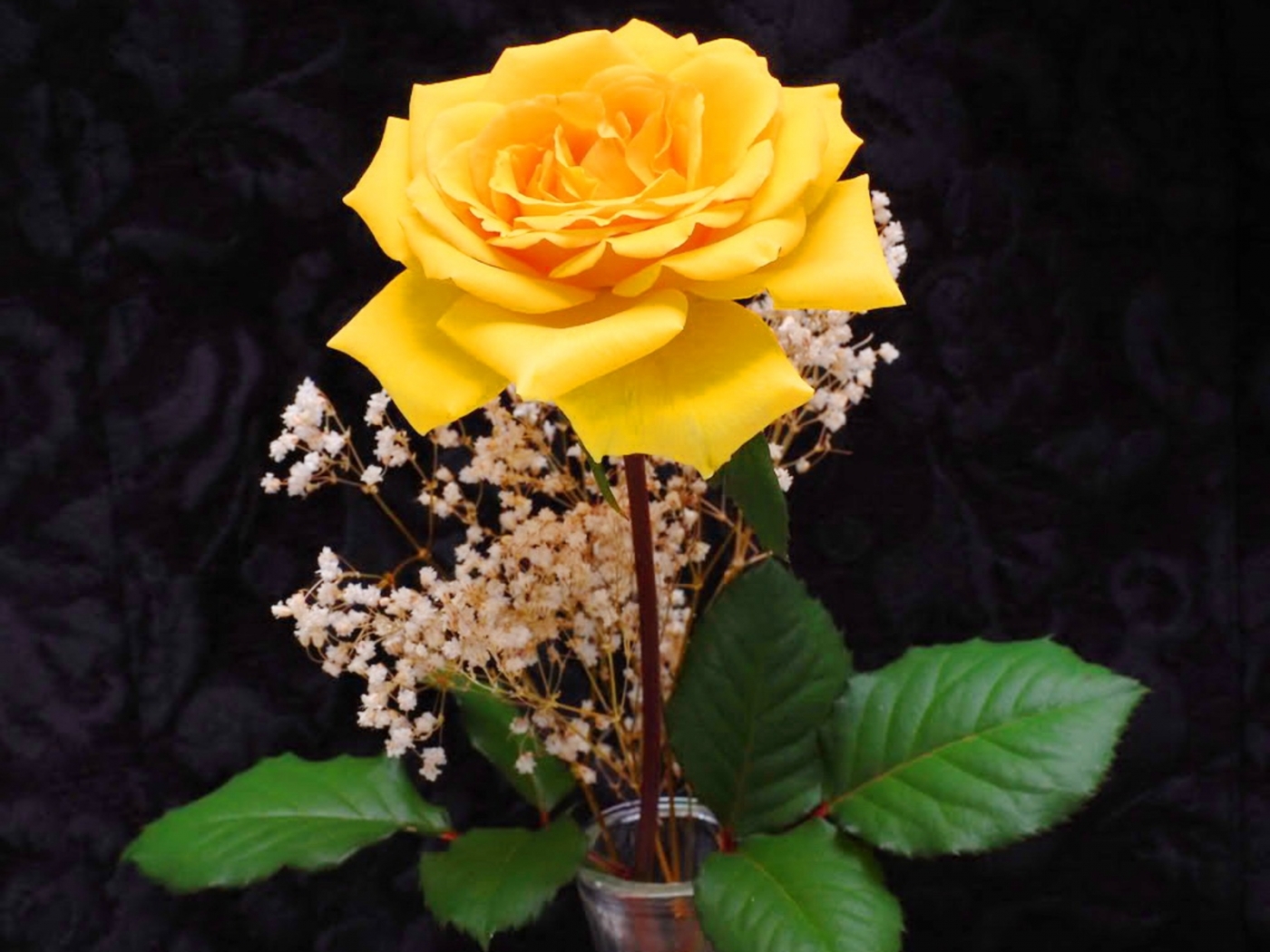 Baixe gratuitamente a imagem Flores, Rosas, Plantas na área de trabalho do seu PC