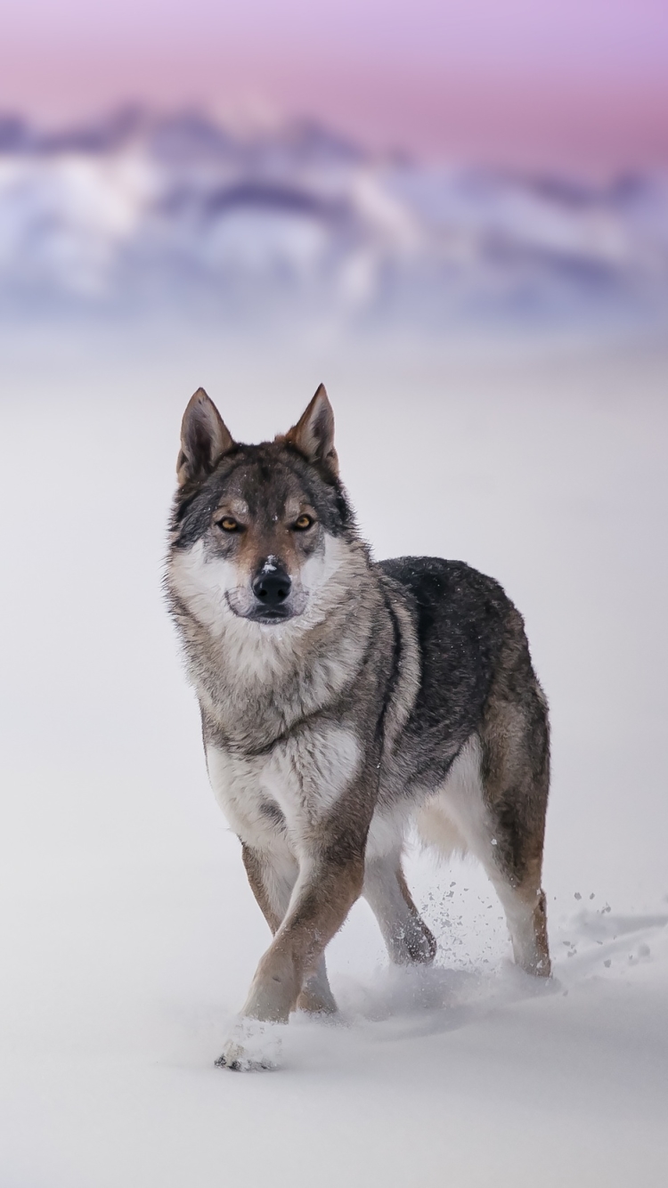 Descarga gratuita de fondo de pantalla para móvil de Animales, Nieve, Lobo, Profundidad De Campo, Wolves.