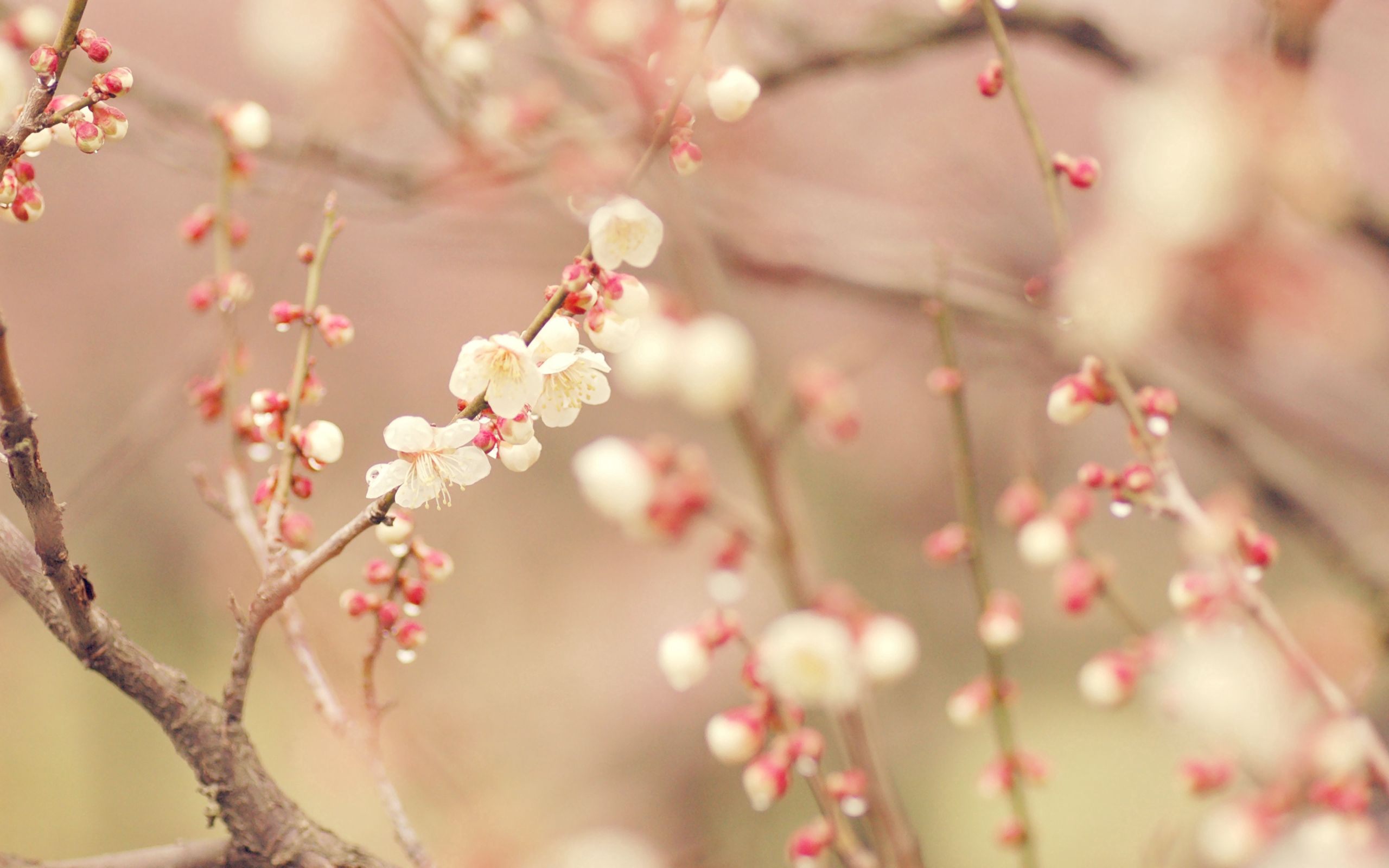 PCデスクトップに木, 大きい, 木材, 咲く, マクロ, 開花, フラワーズ, 春画像を無料でダウンロード