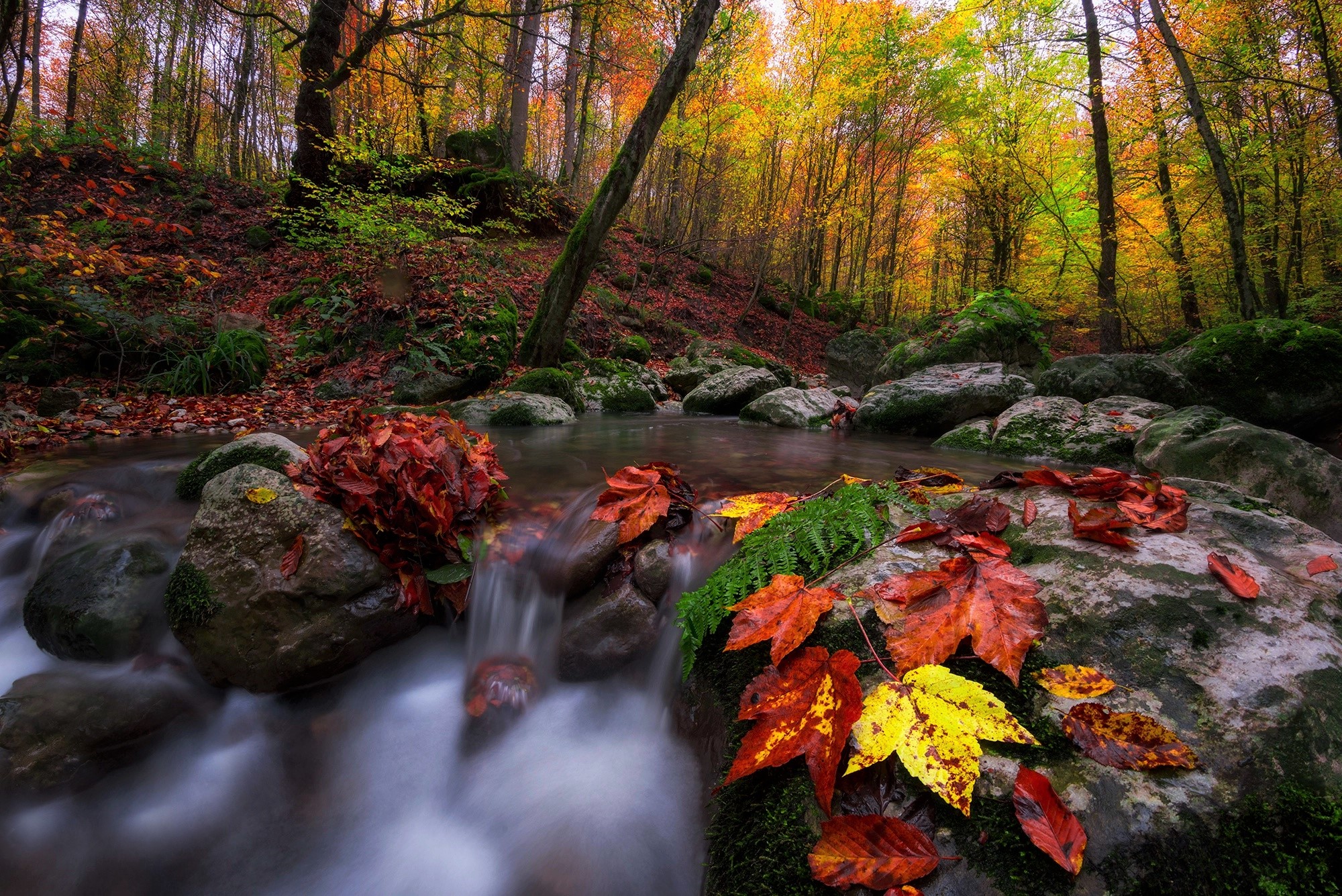 Скачать картинку Осень, Лес, Листва, Ручей, Земля/природа в телефон бесплатно.