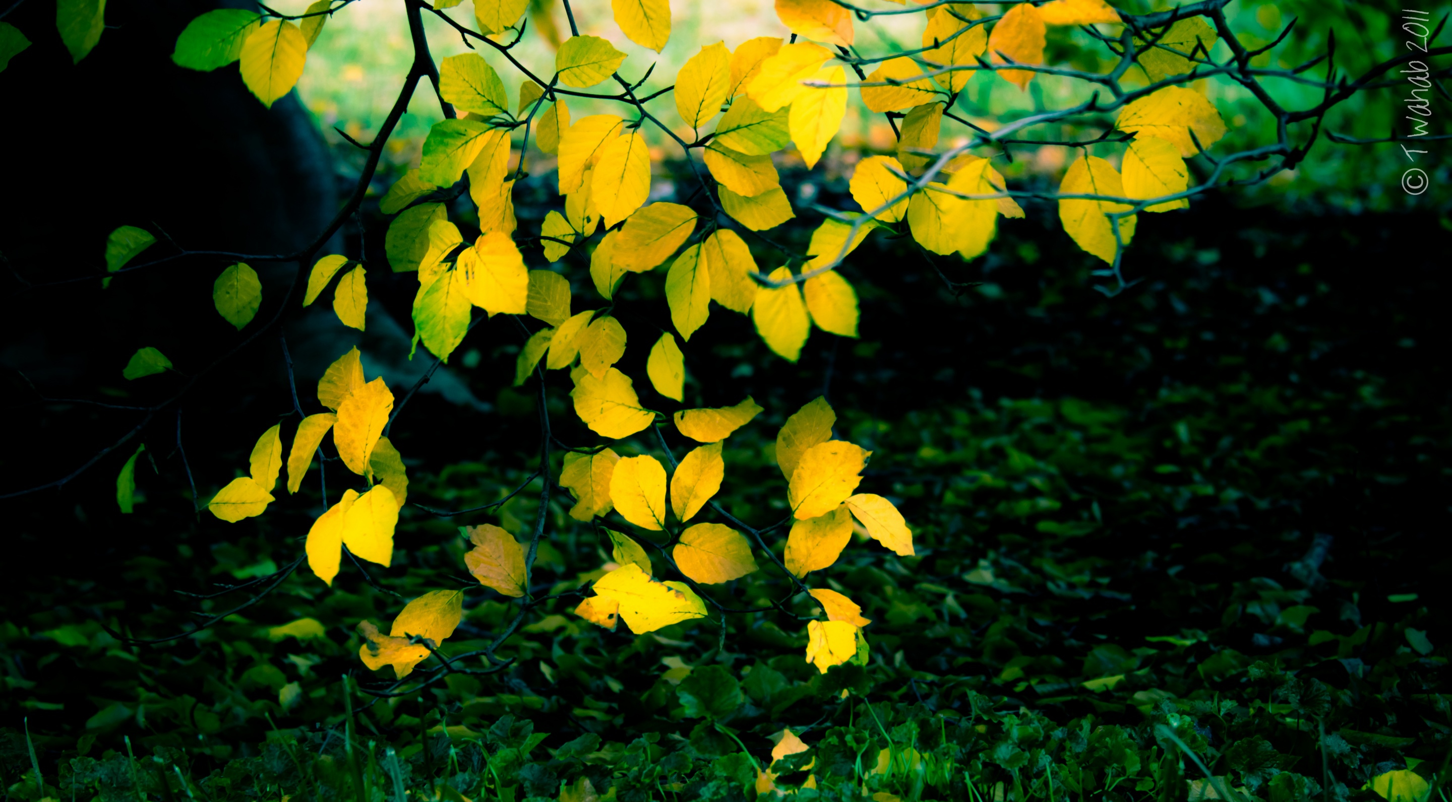 yellow, earth, leaf, branch, fall, oak