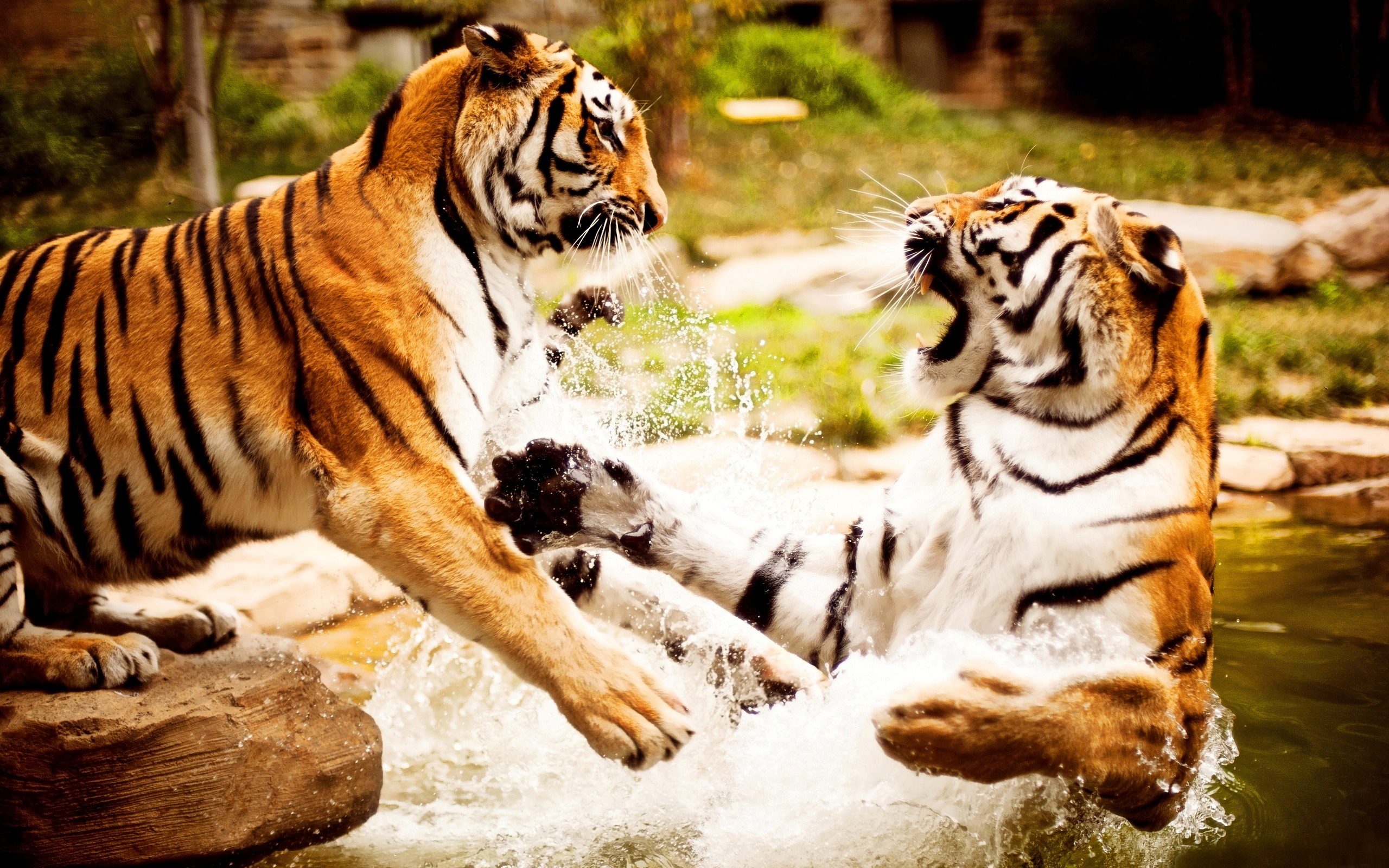 Download mobile wallpaper Tiger, Animal for free.