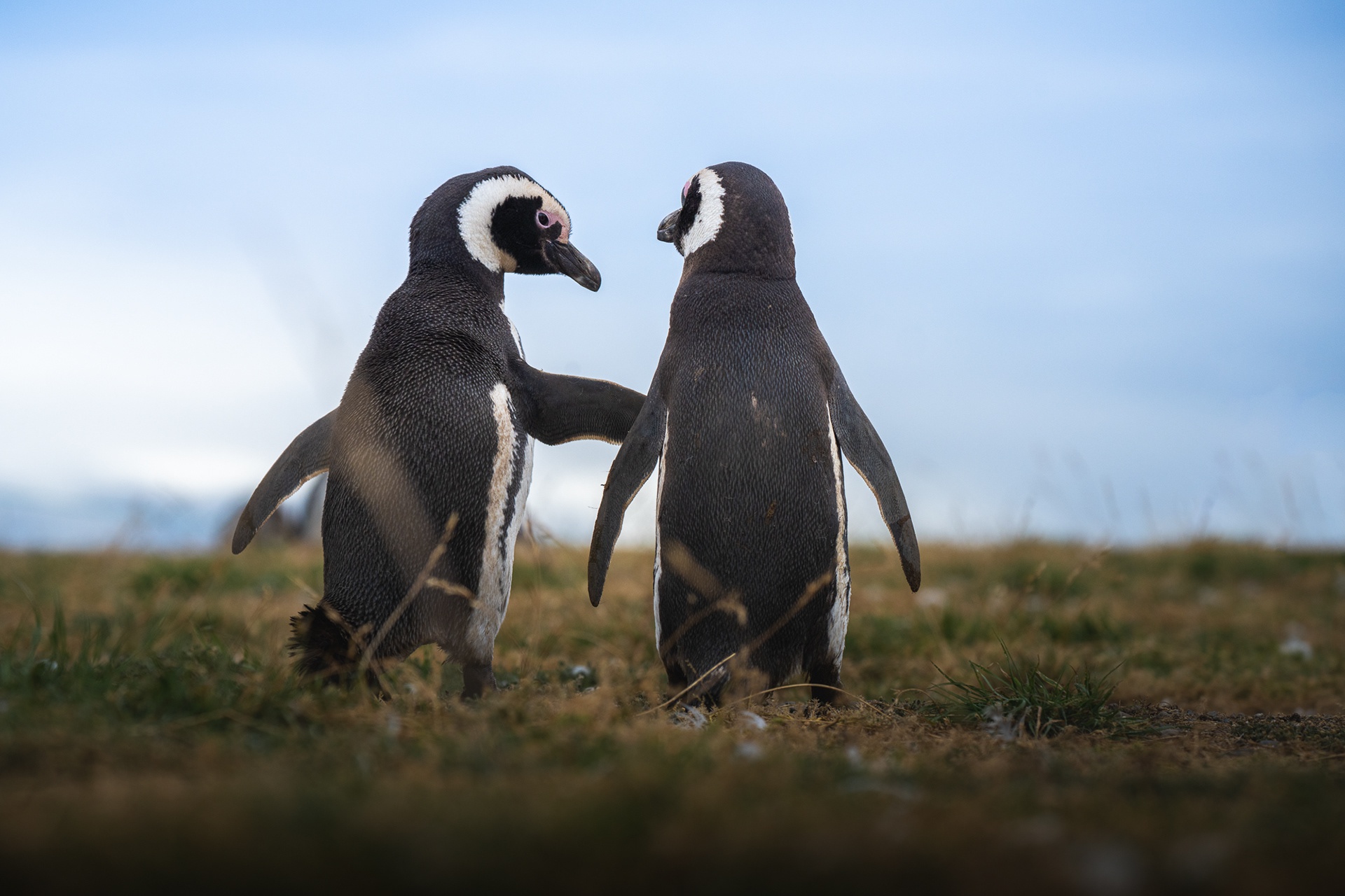 Baixar papel de parede para celular de Animais, Aves, Pinguim gratuito.