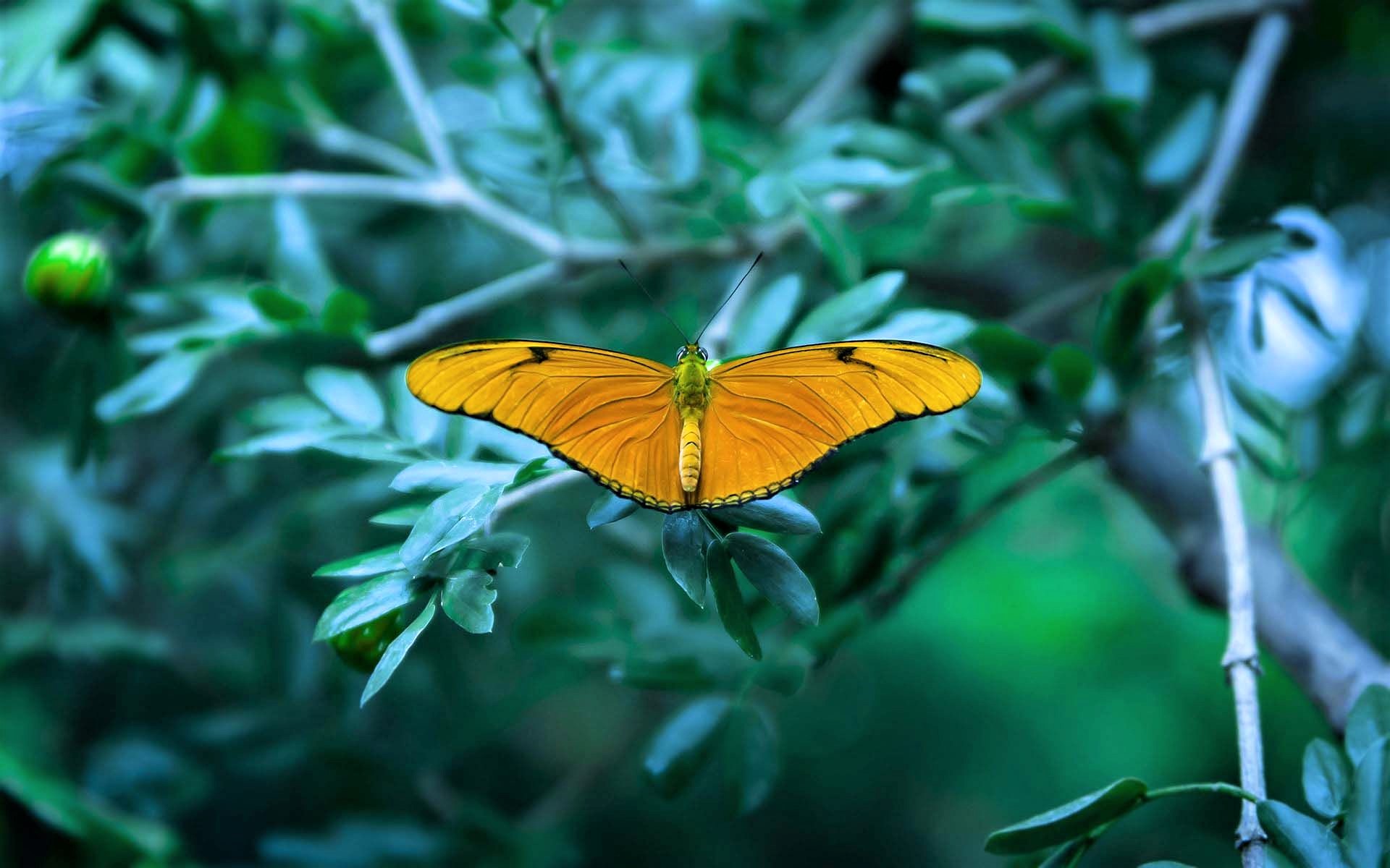 Baixar papel de parede para celular de Animais, Planta, Borboleta gratuito.