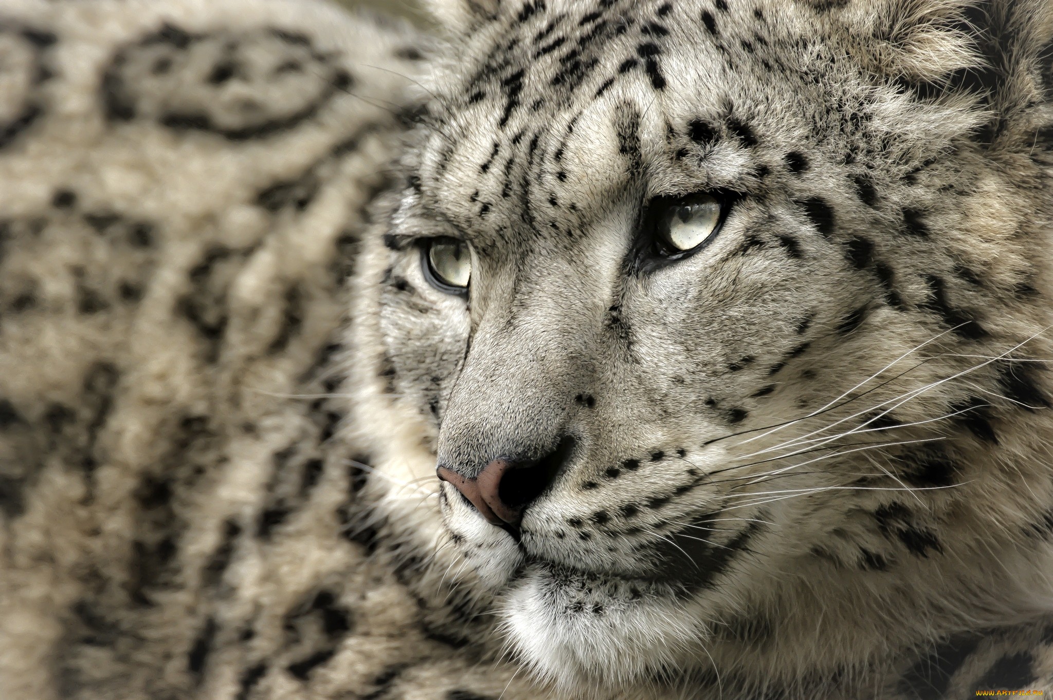 301346 descargar fondo de pantalla leopardo de las nieves, animales, gatos: protectores de pantalla e imágenes gratis