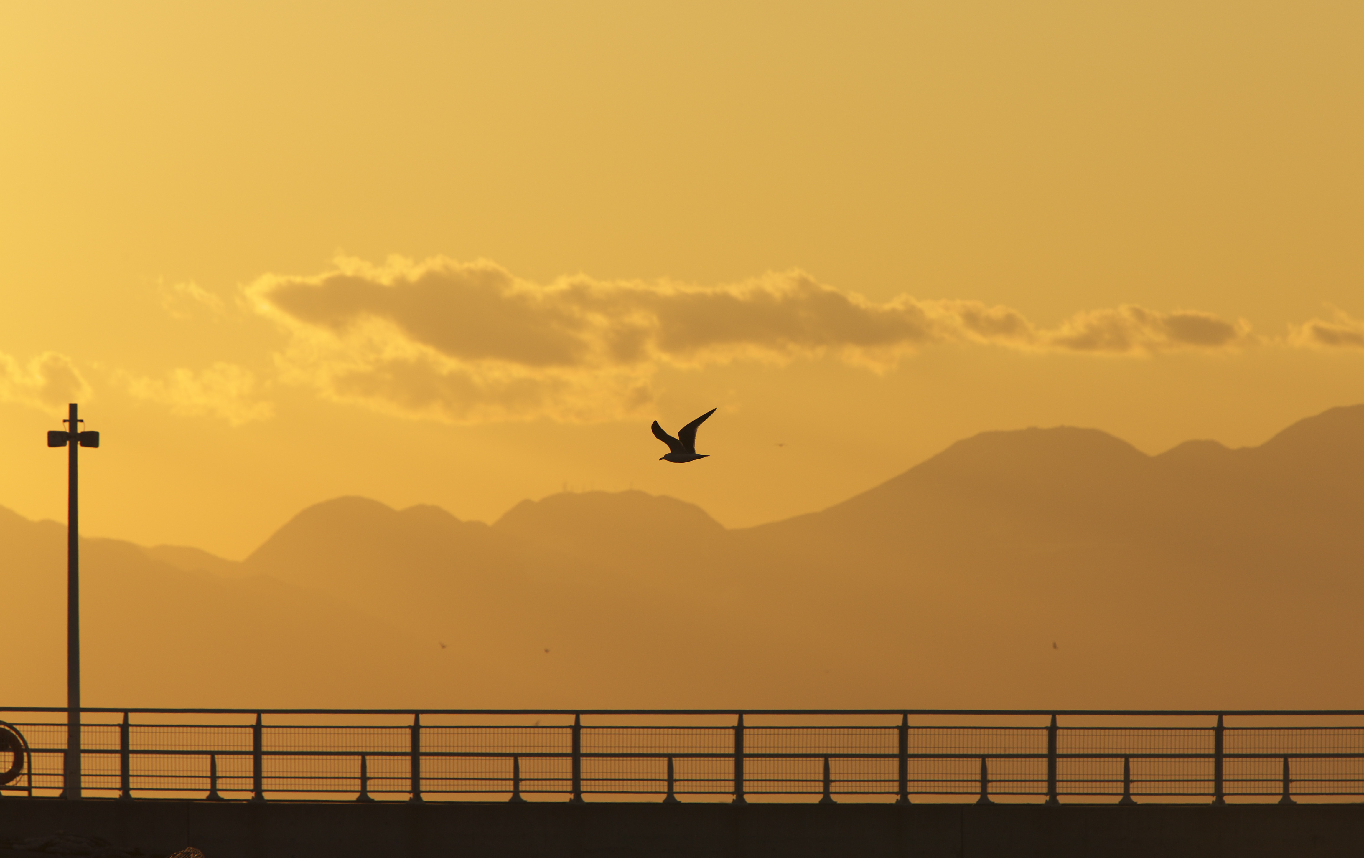 Free download wallpaper Sunset, Gull, Bird, Flight, Nature, Silhouette, Seagull on your PC desktop